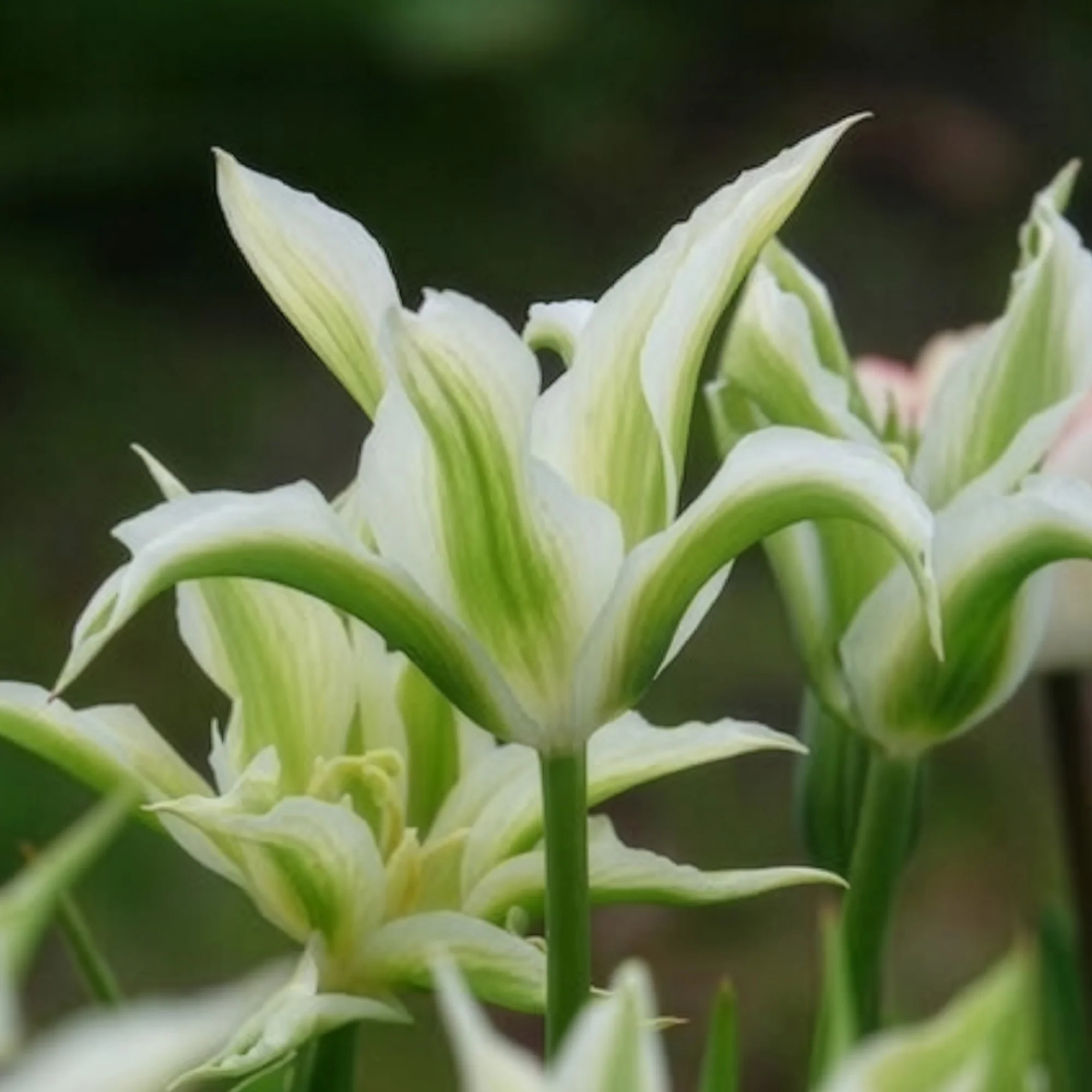 10 Tulipes à fleurs de lis Greenstar - Image 14