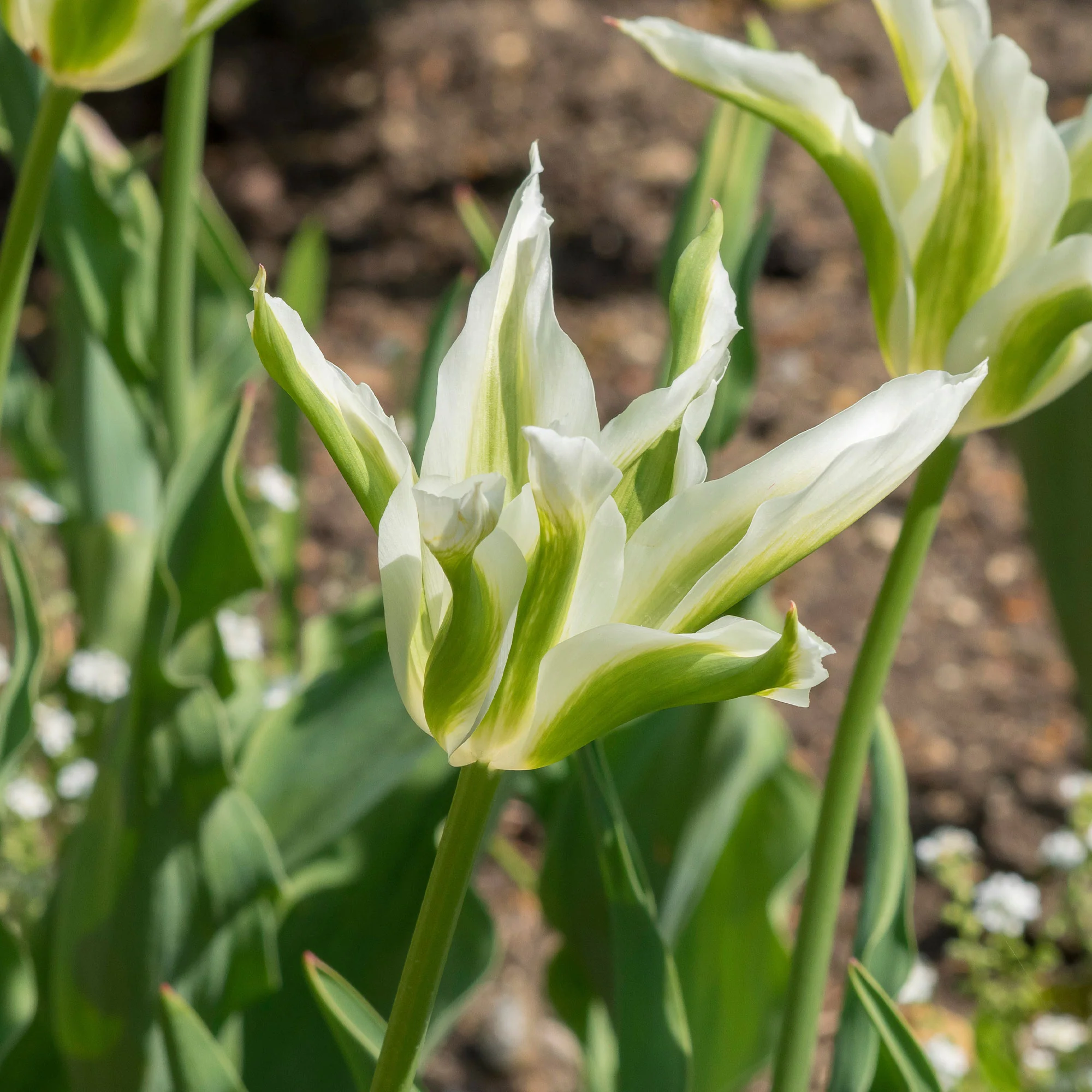 10 Tulipes à fleurs de lis Greenstar - Image 2