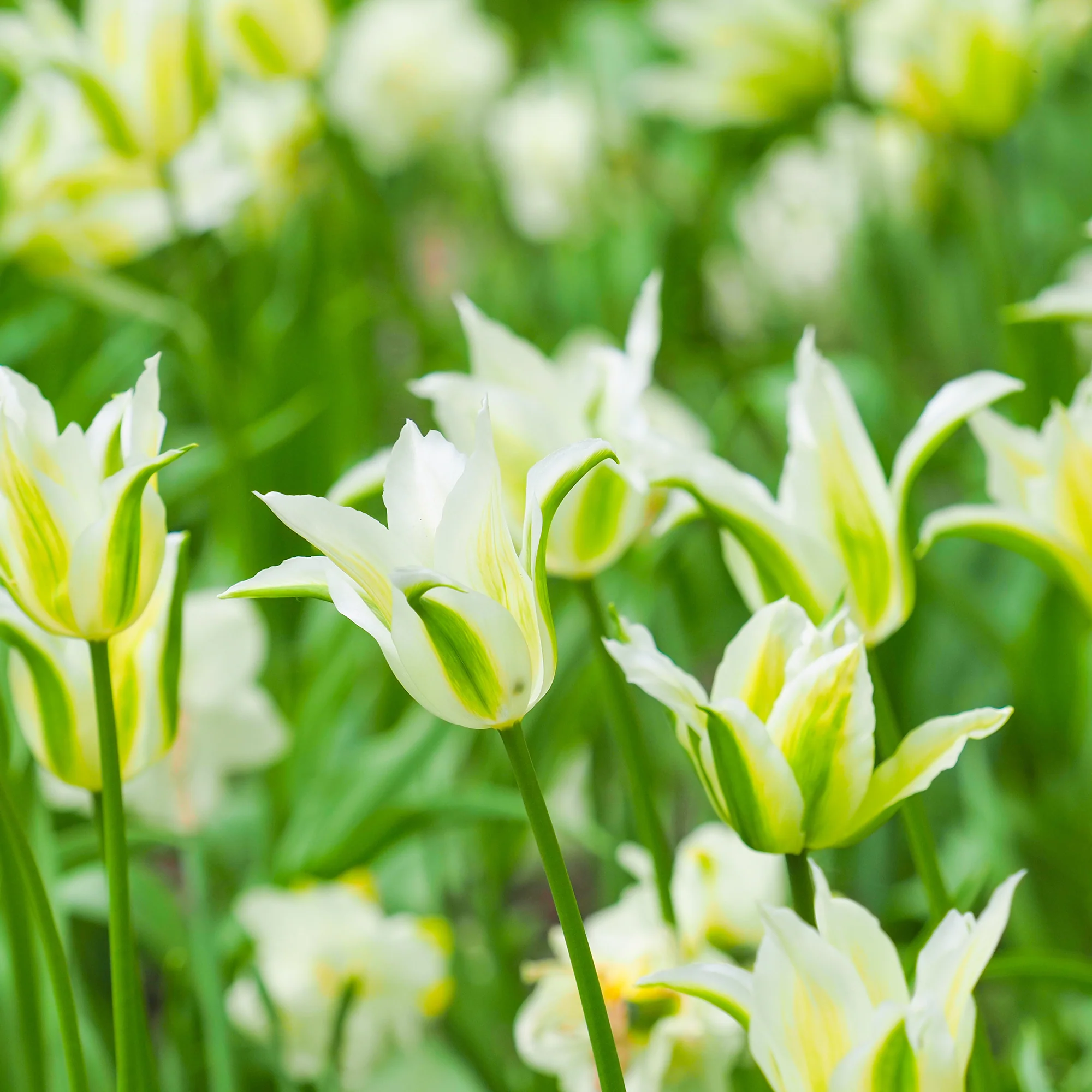 10 Tulipes à fleurs de lis Greenstar - Image 3