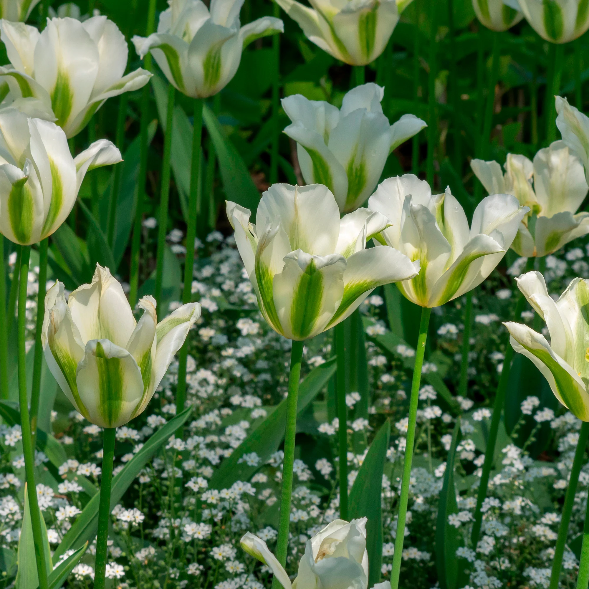 10 Tulipes à fleurs de lis Greenstar - Image 4