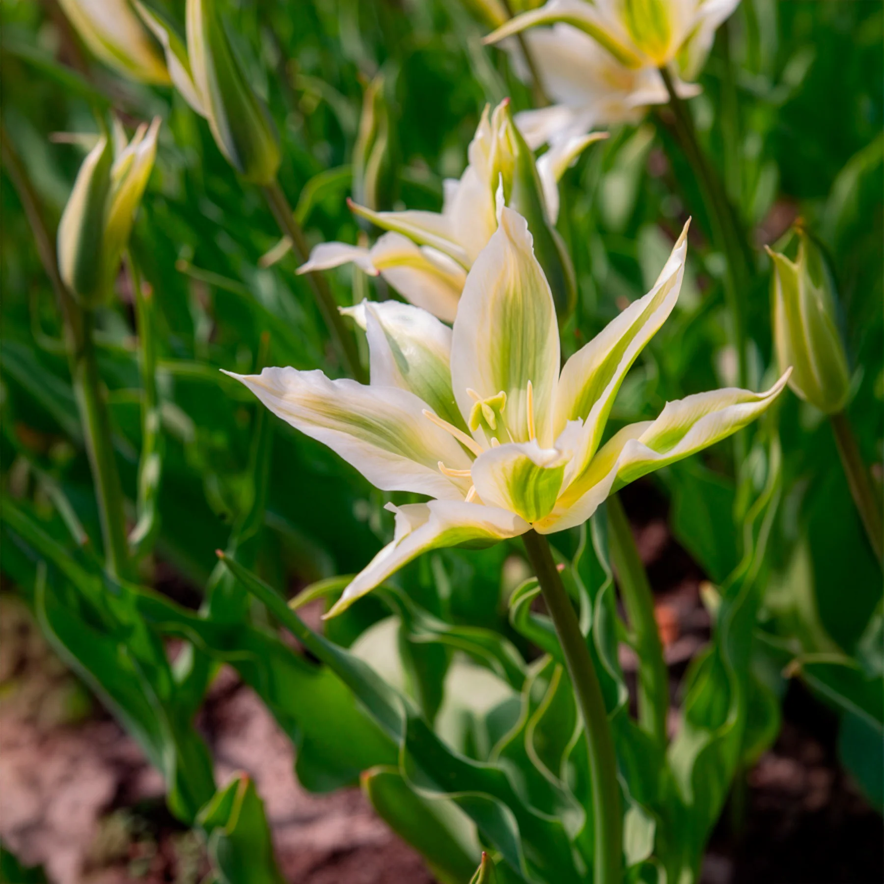 10 Tulipes à fleurs de lis Greenstar - Image 5