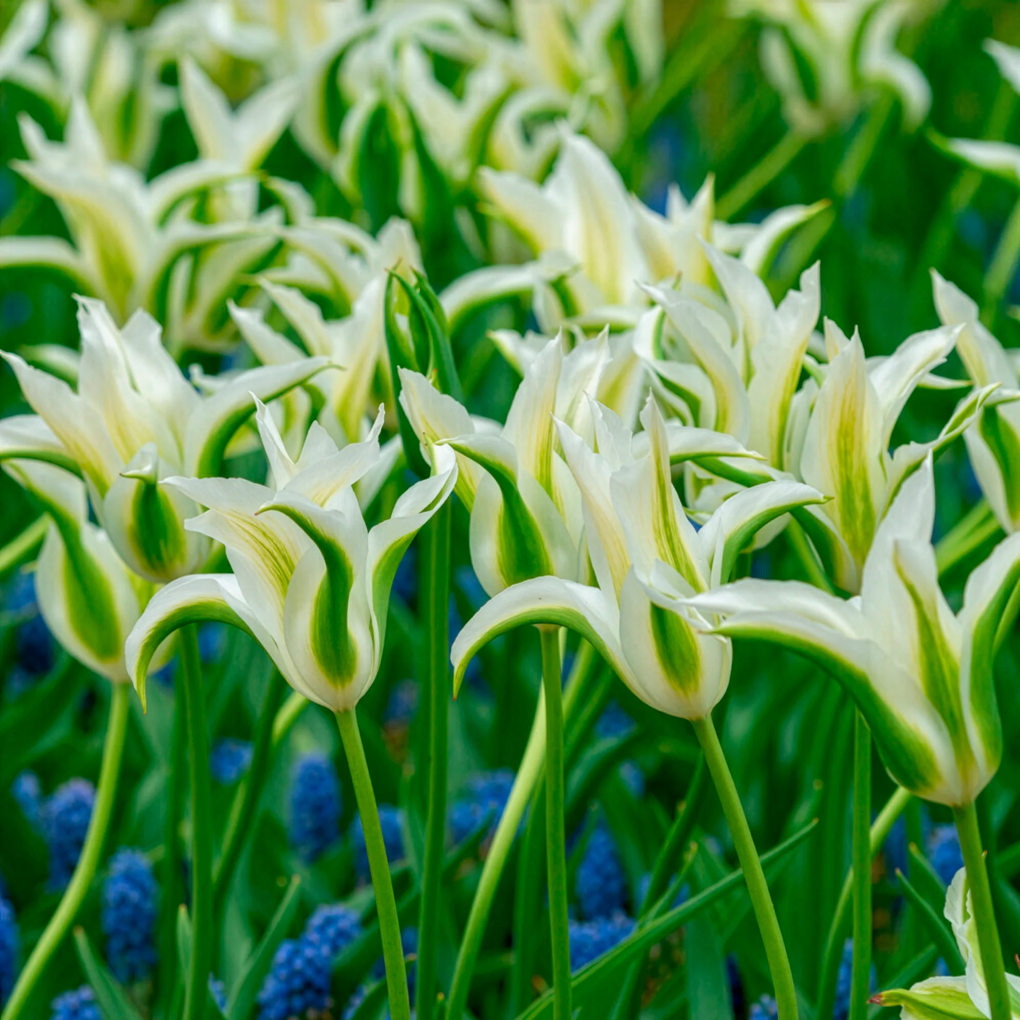 10 Tulipes à fleurs de lis Greenstar - Image 6
