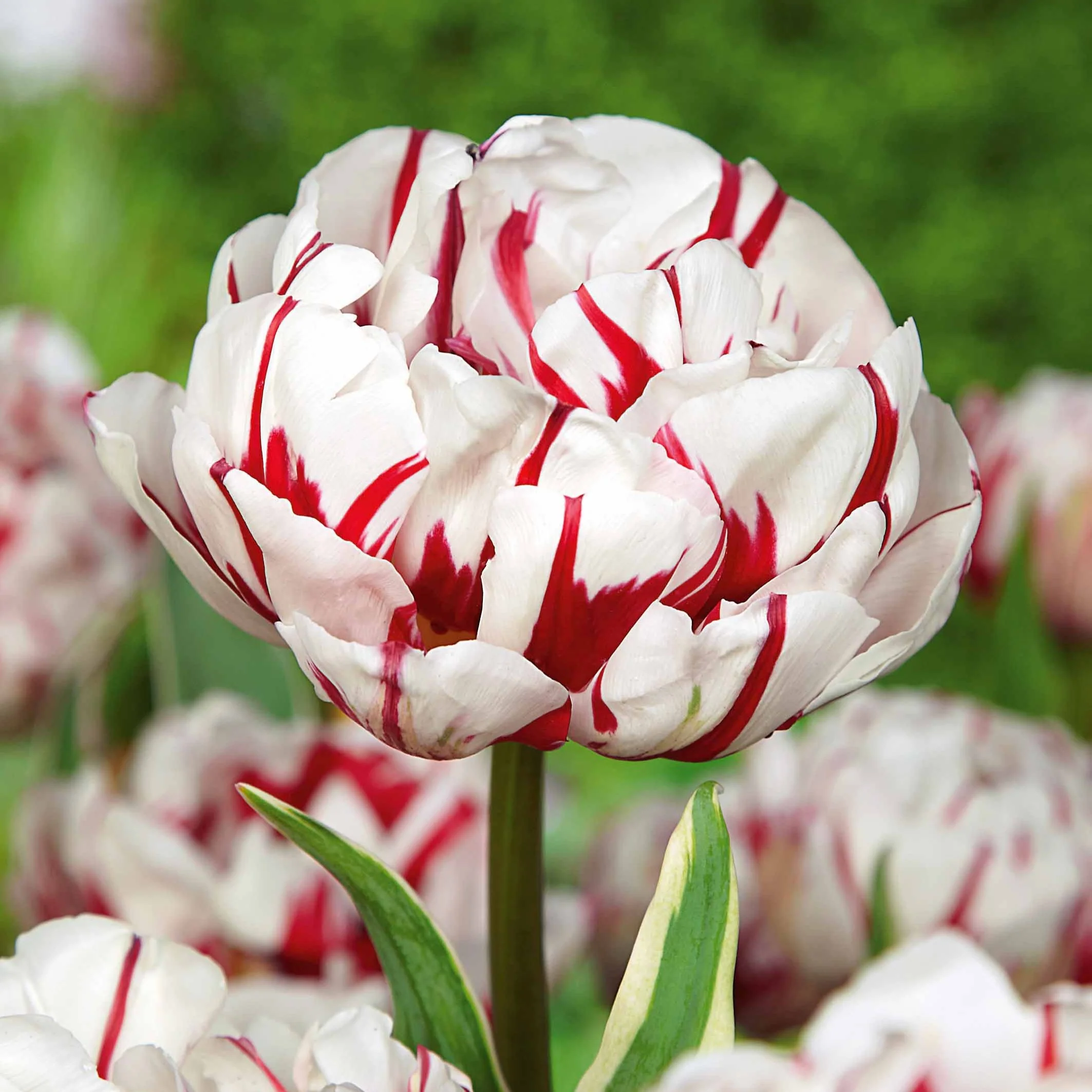 10 Tulipes à fleurs de pivoine Carnaval de Nice
