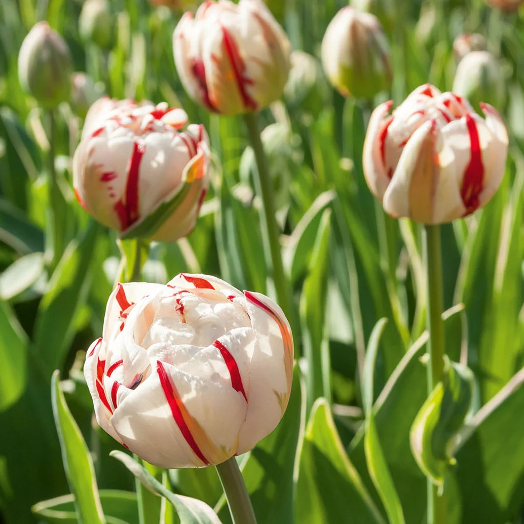 10 Tulipes à fleurs de pivoine Carnaval de Nice - Image 2