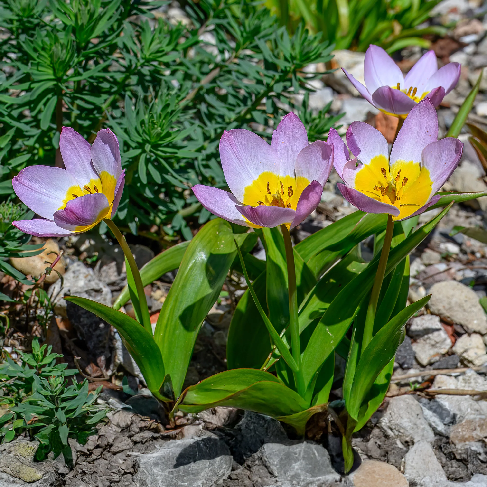 10 Tulipes botaniques Lilac Wonder