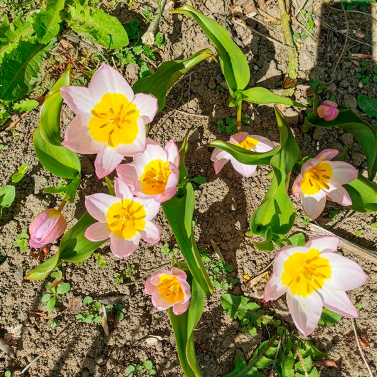 10 Tulipes botaniques Lilac Wonder - Image 2
