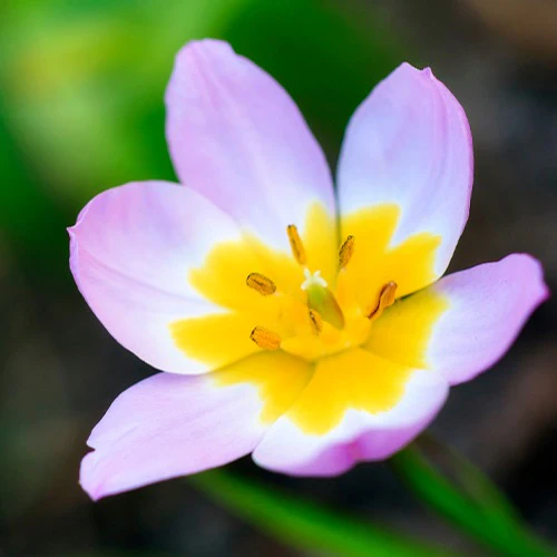 10 Tulipes botaniques Lilac Wonder - Image 3