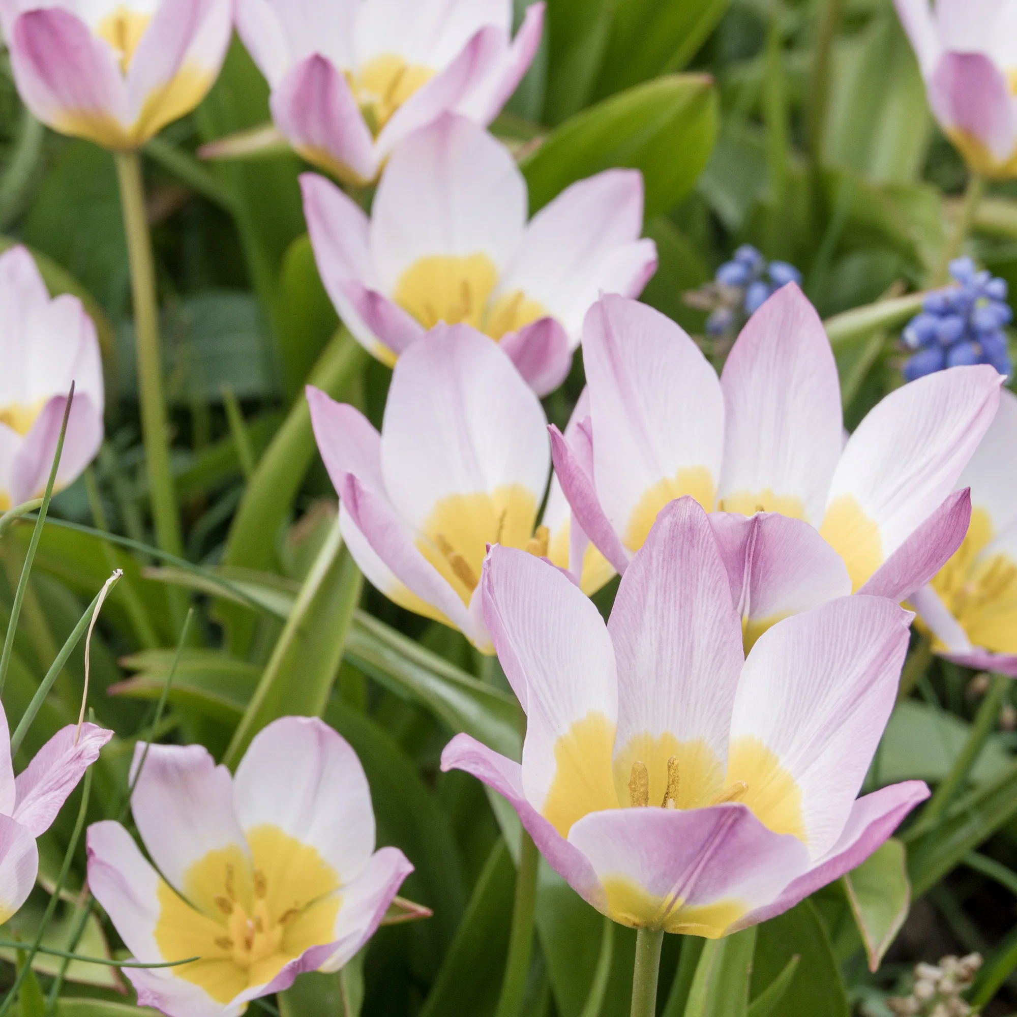 10 Tulipes botaniques Lilac Wonder - Image 4