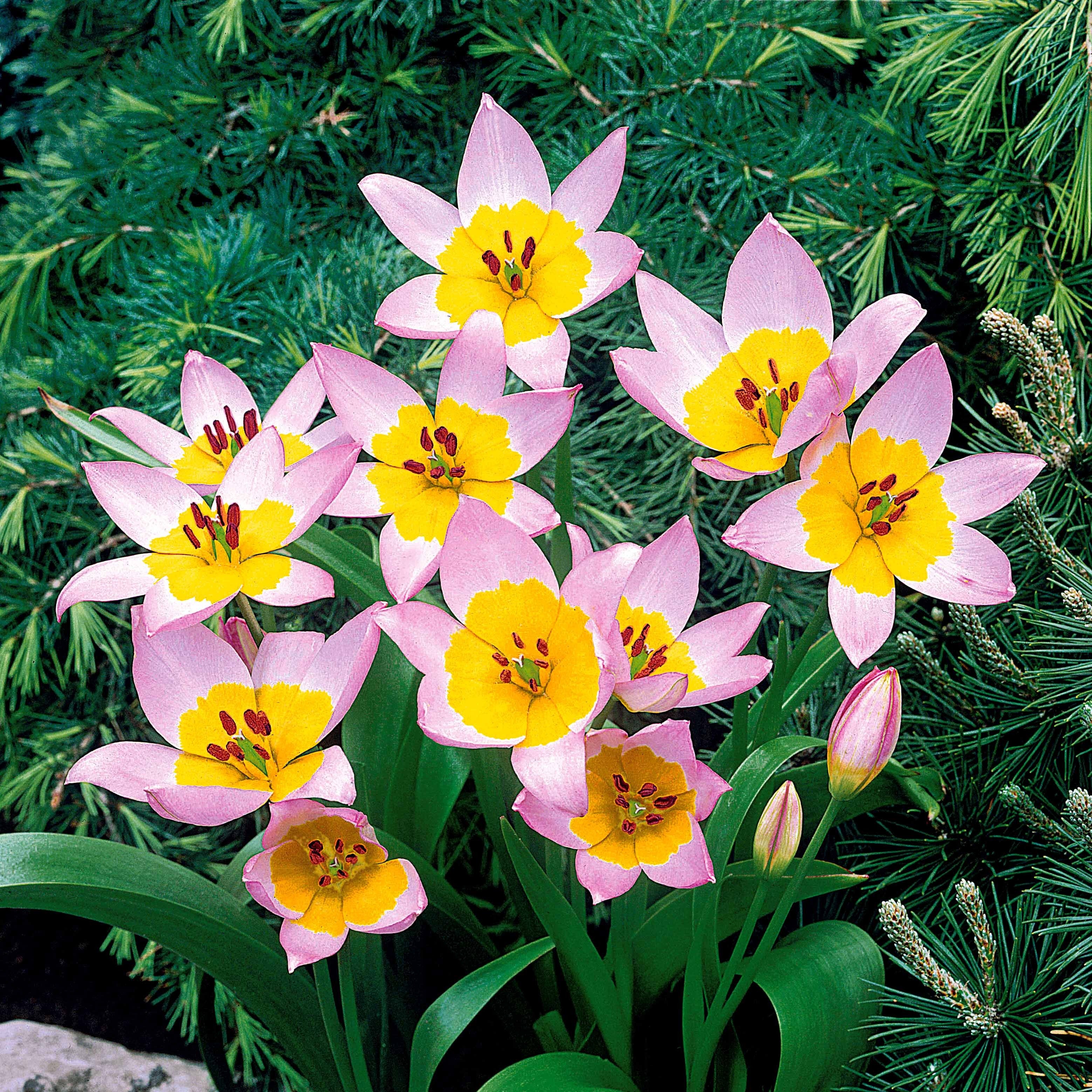 10 Tulipes botaniques Lilac Wonder - Image 5