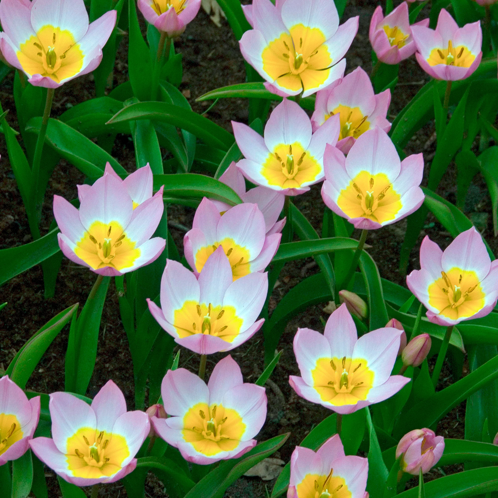 10 Tulipes botaniques Lilac Wonder - Image 6