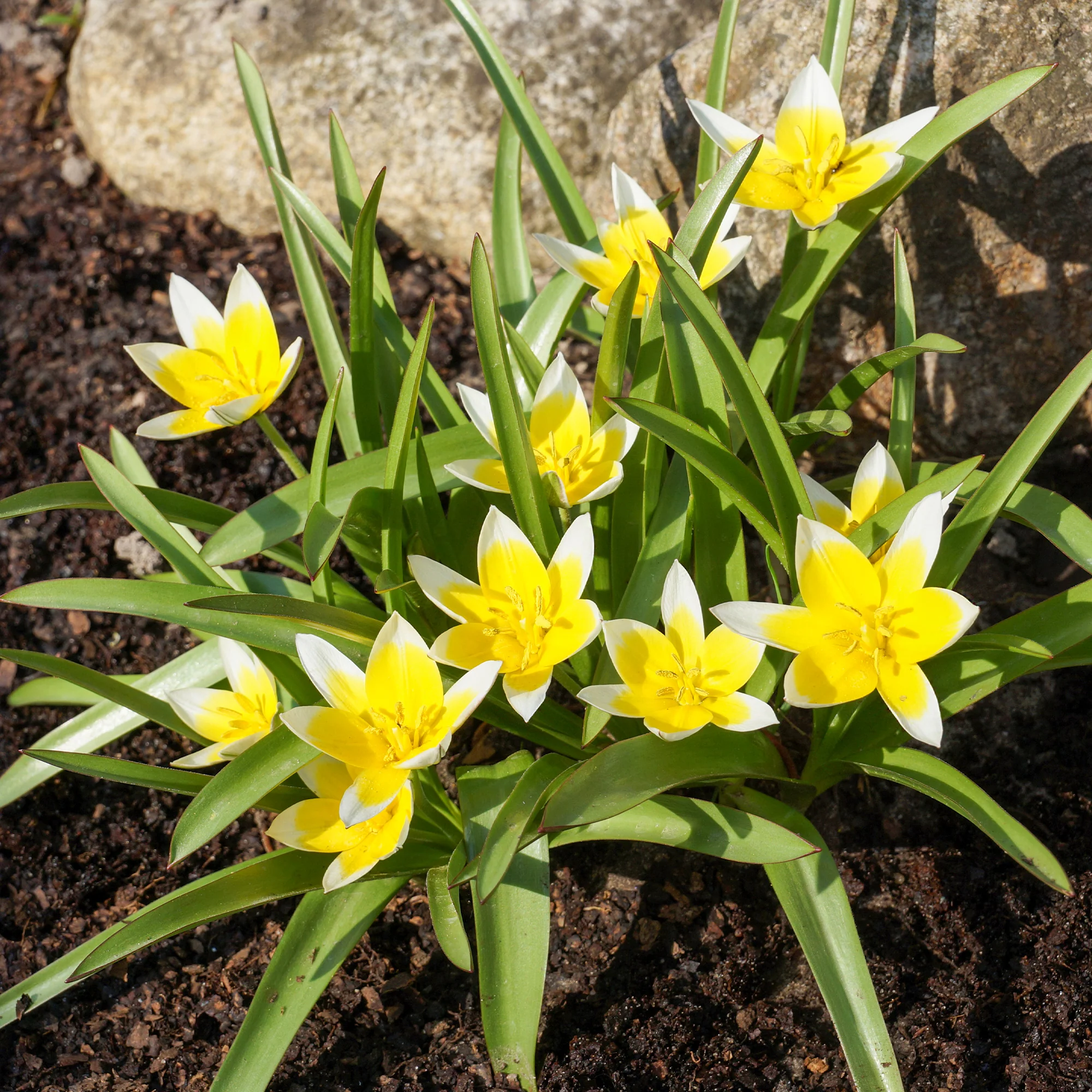10 Tulipes botaniques Tarda - Image 2