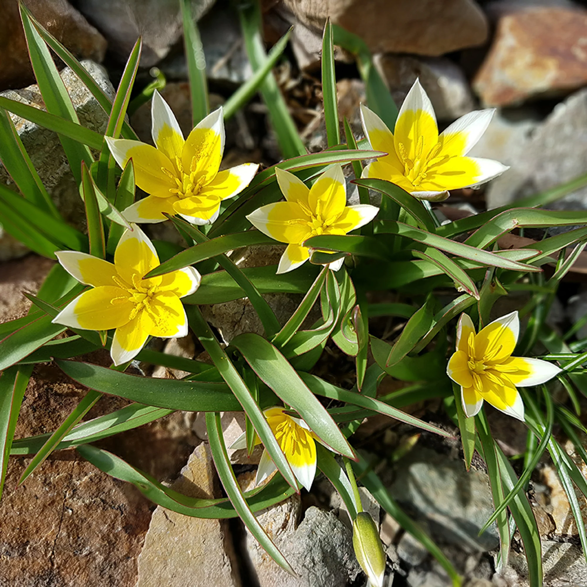 10 Tulipes botaniques Tarda - Image 4