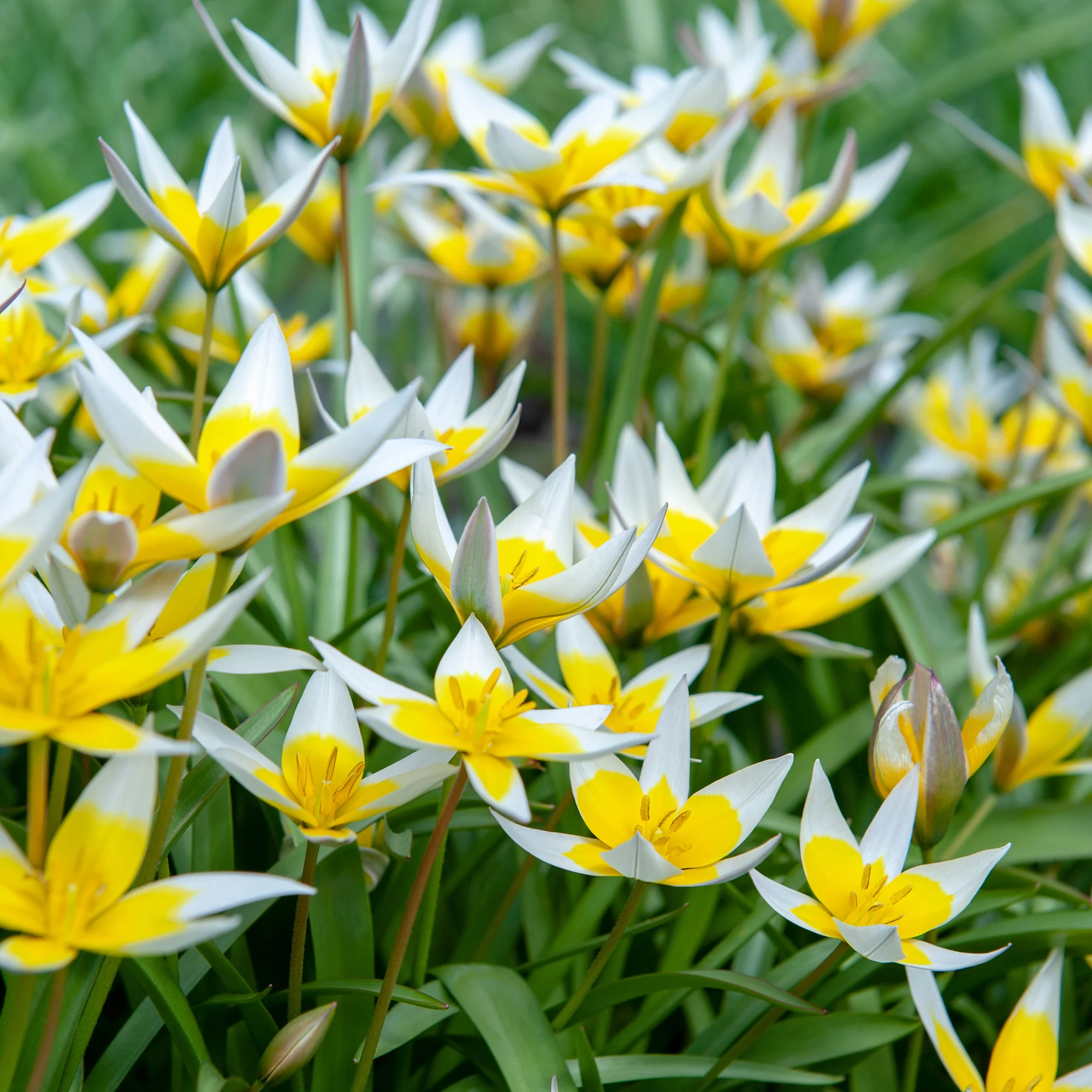 10 Tulipes botaniques Tarda - Image 5