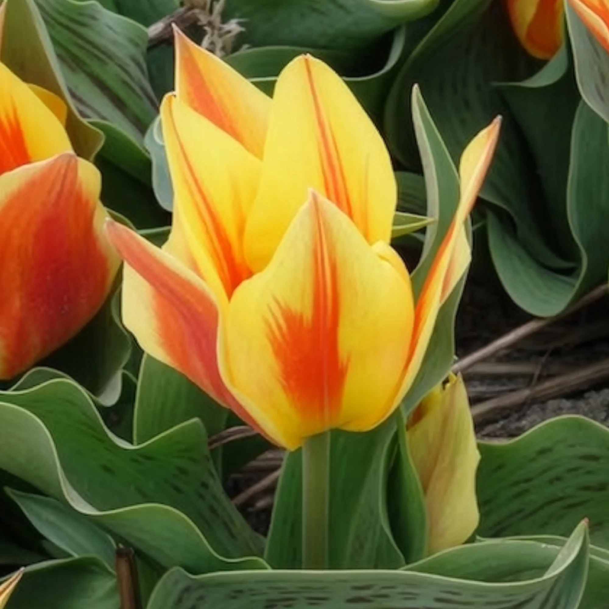 10 Tulipes botaniques Winnipeg - Image 3
