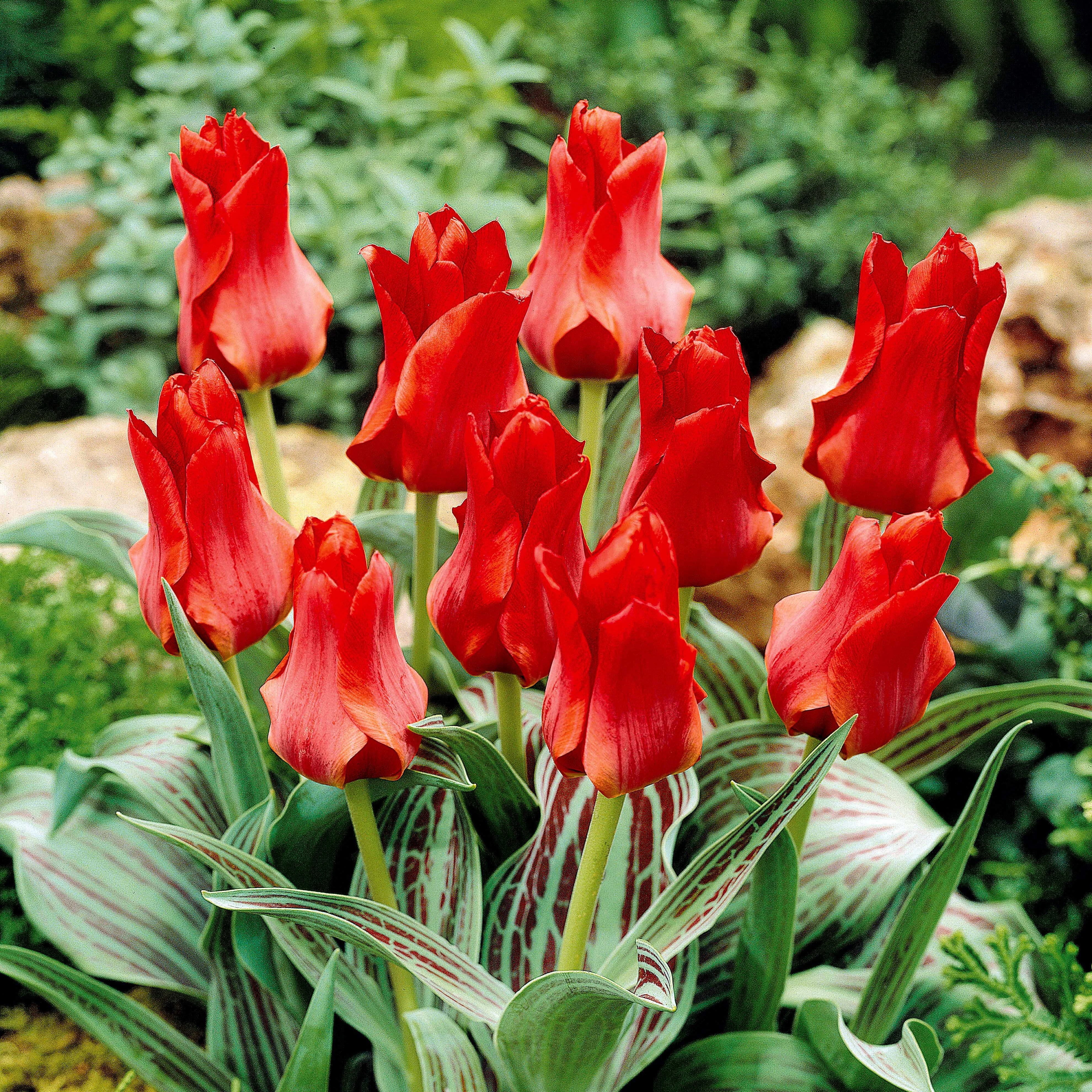 10 Tulipes Chaperon Rouge - Image 3