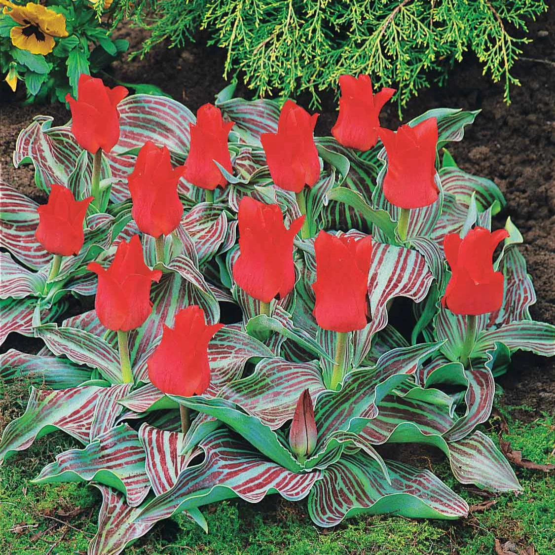 10 Tulipes Chaperon Rouge - Image 4