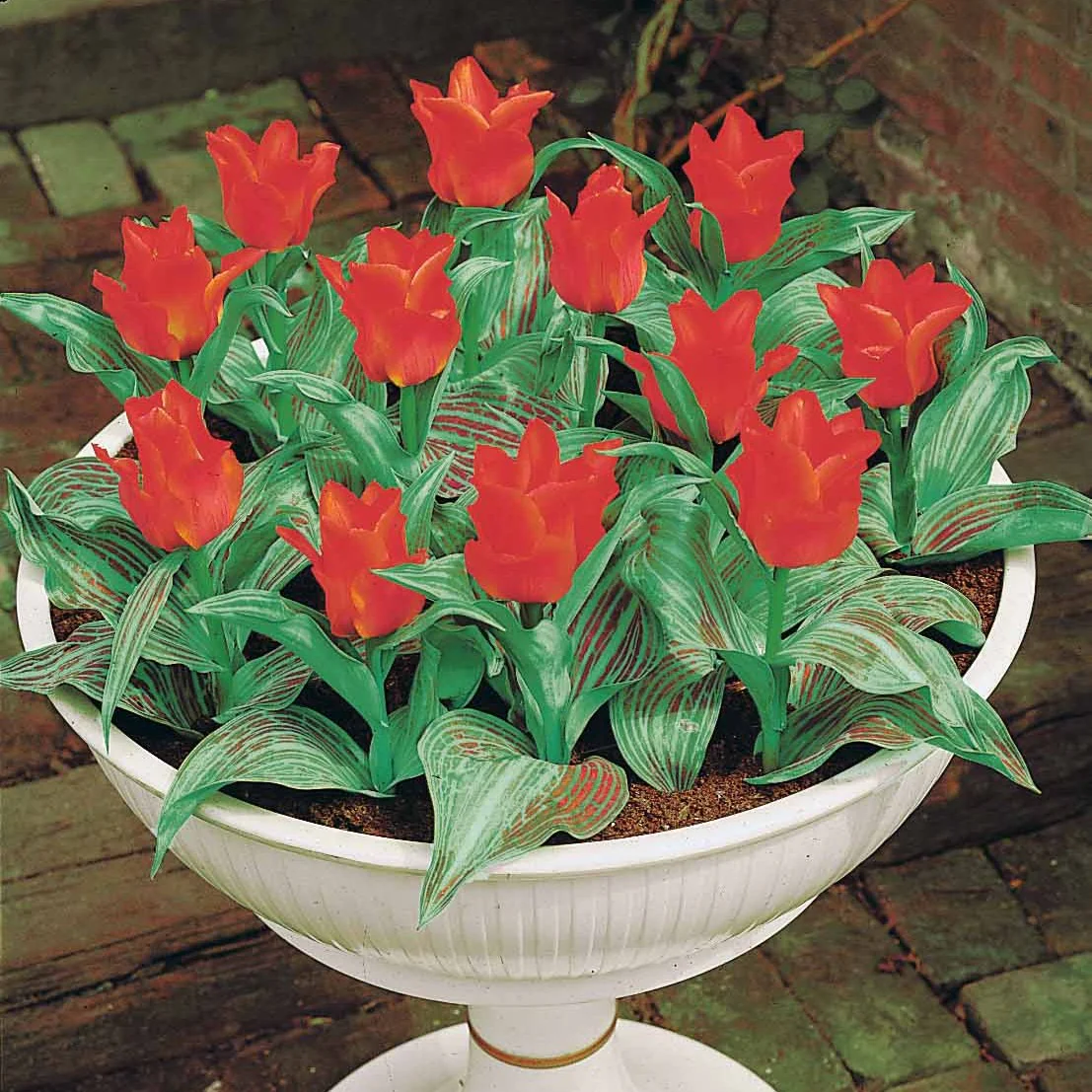 10 Tulipes Chaperon Rouge - Image 5