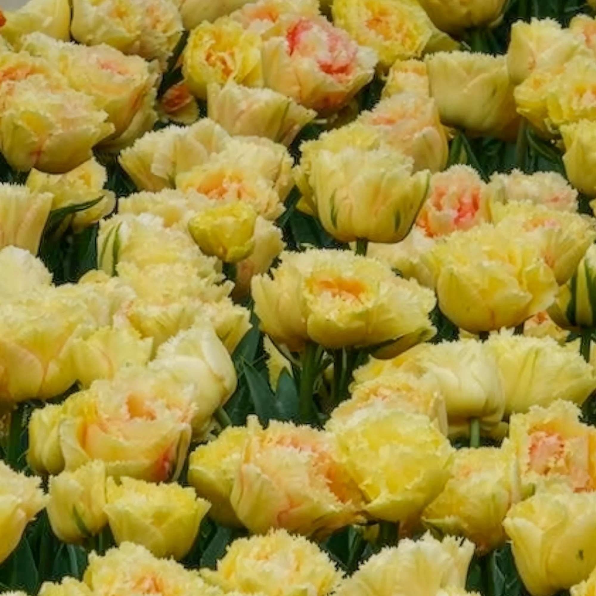 Tulipe double frangée Vaya con Dios - Image 2