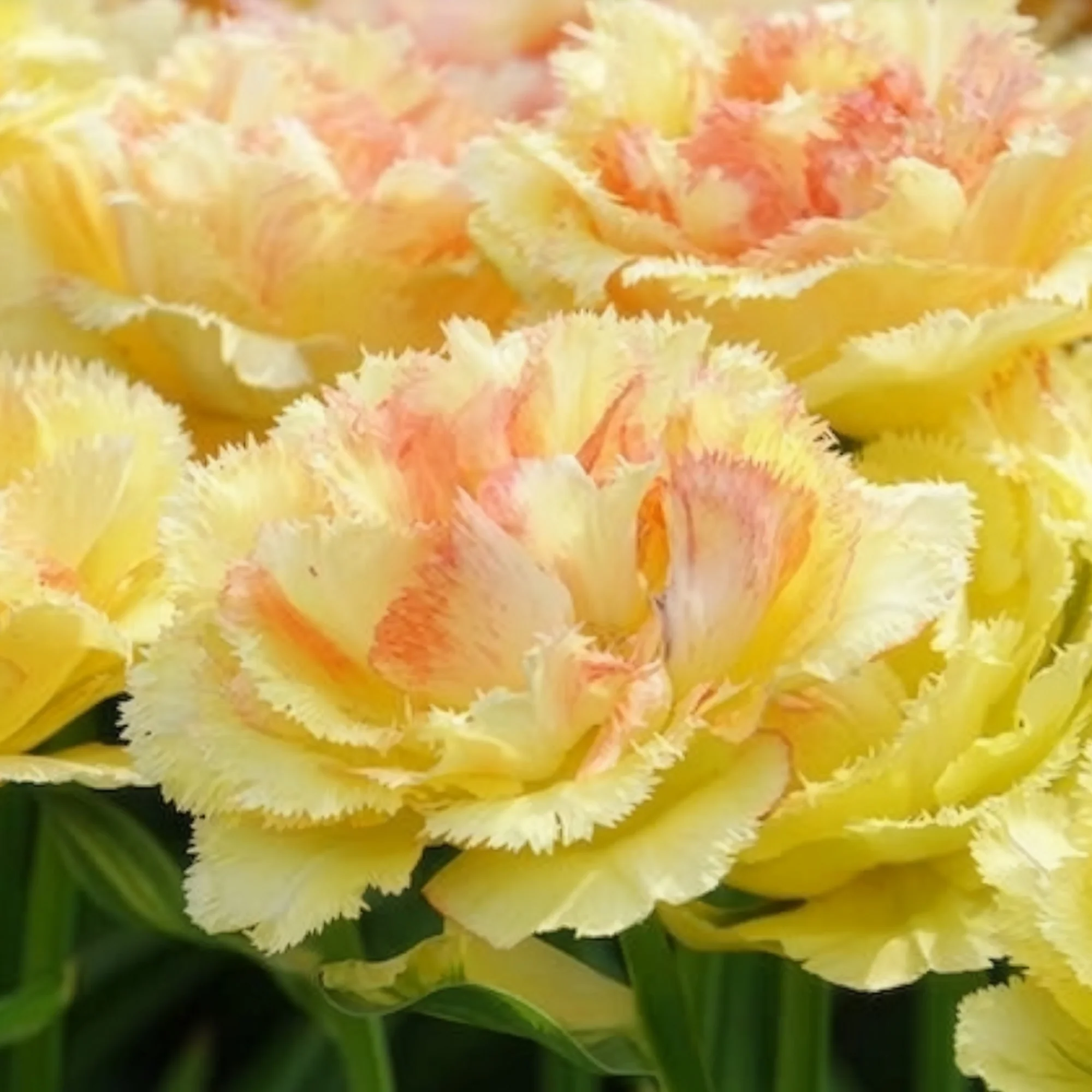 Tulipe double frangée Vaya con Dios - Image 3