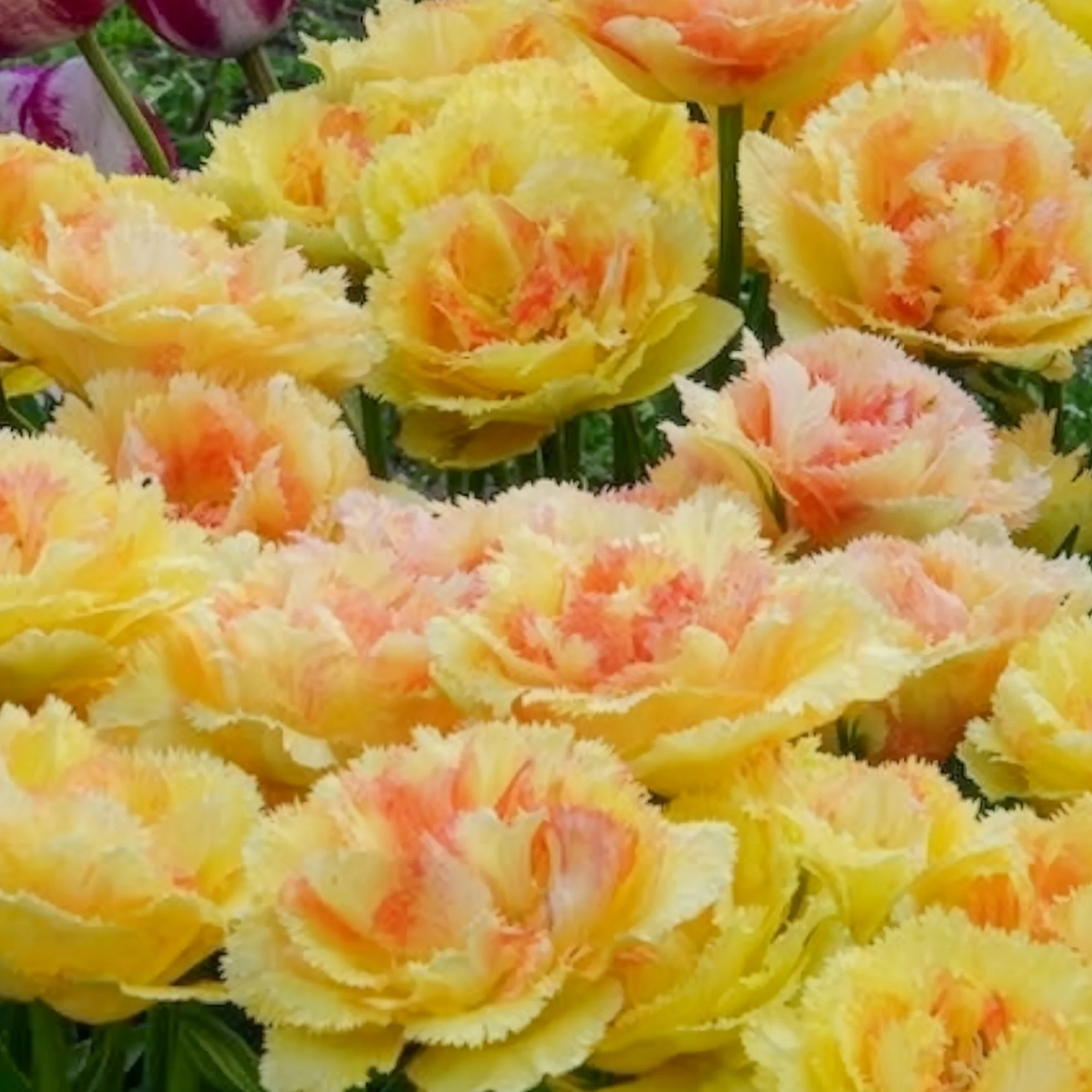 Tulipe double frangée Vaya con Dios - Image 4