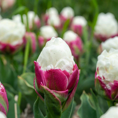 7 Tulipes doubles Ice Cream - Image 2