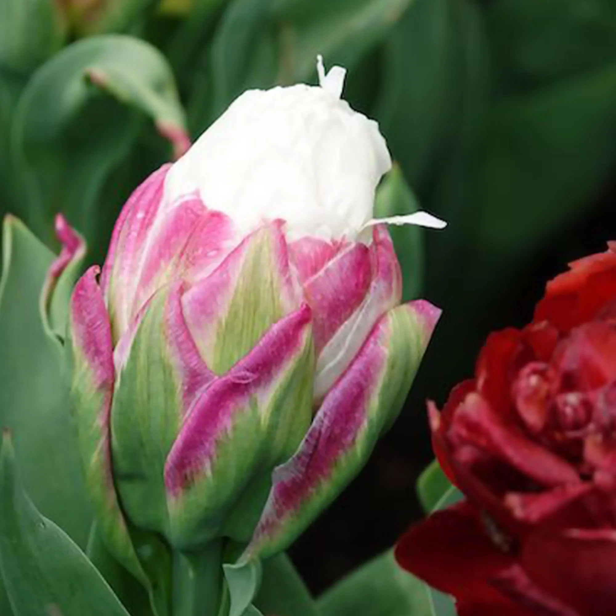 7 Tulipes doubles Ice Cream - Image 3