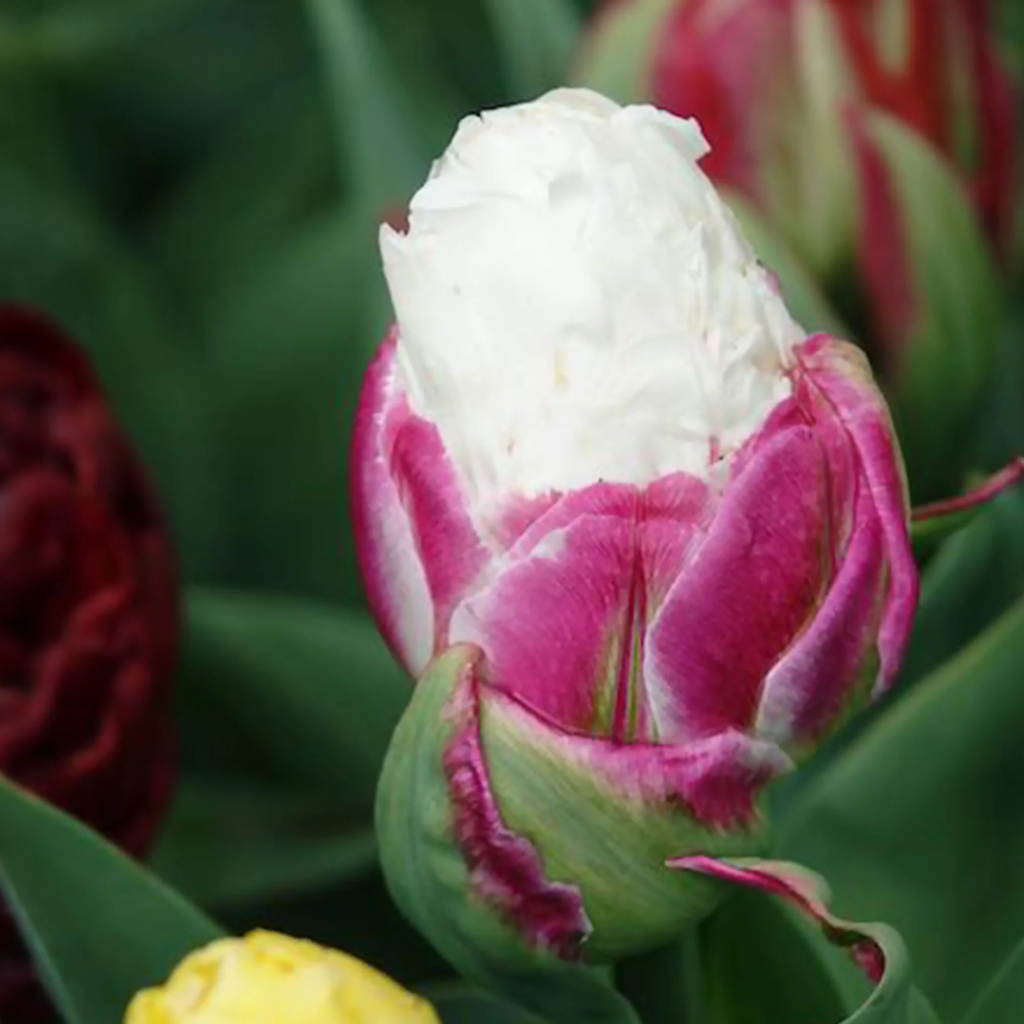 7 Tulipes doubles Ice Cream - Image 4