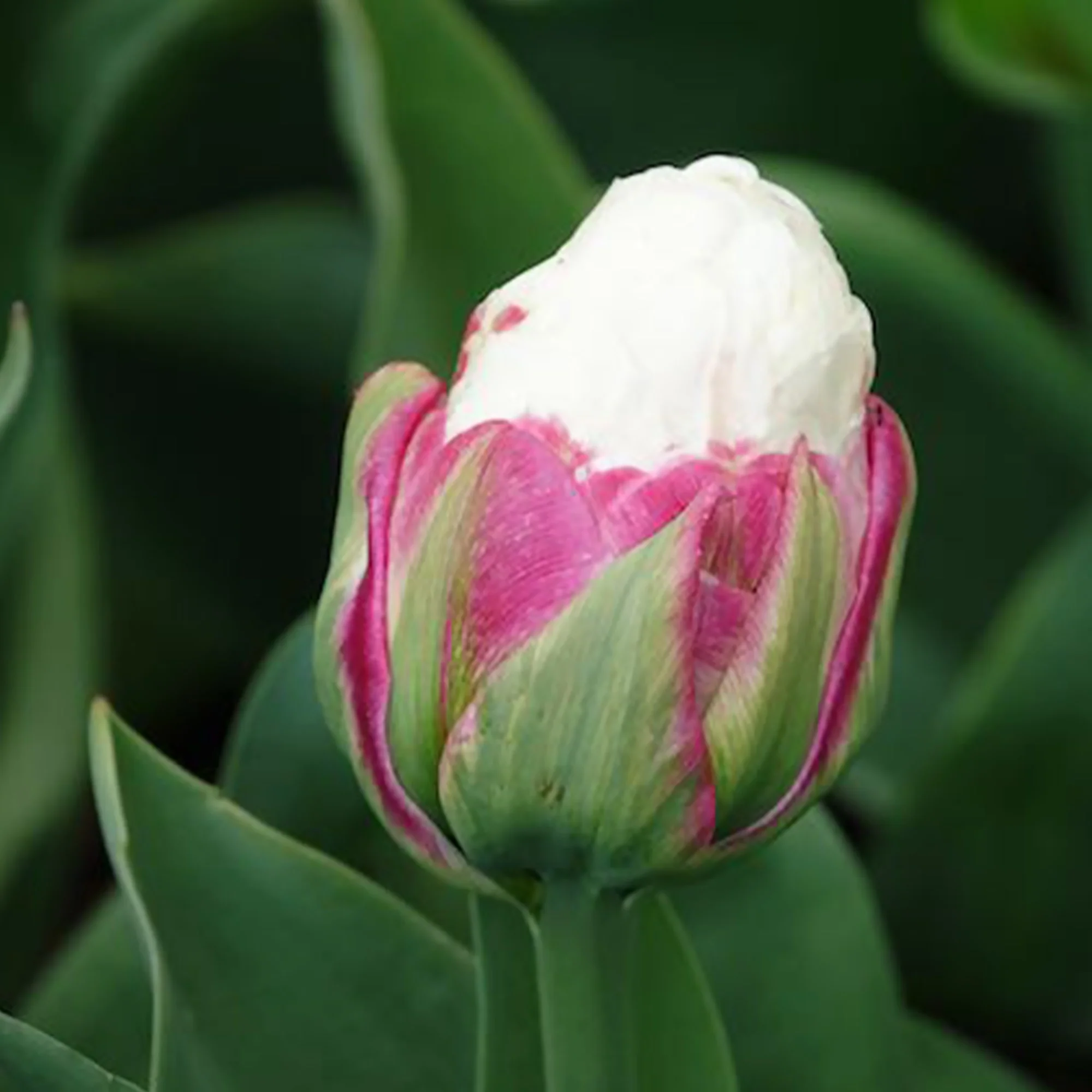 7 Tulipes doubles Ice Cream - Image 5