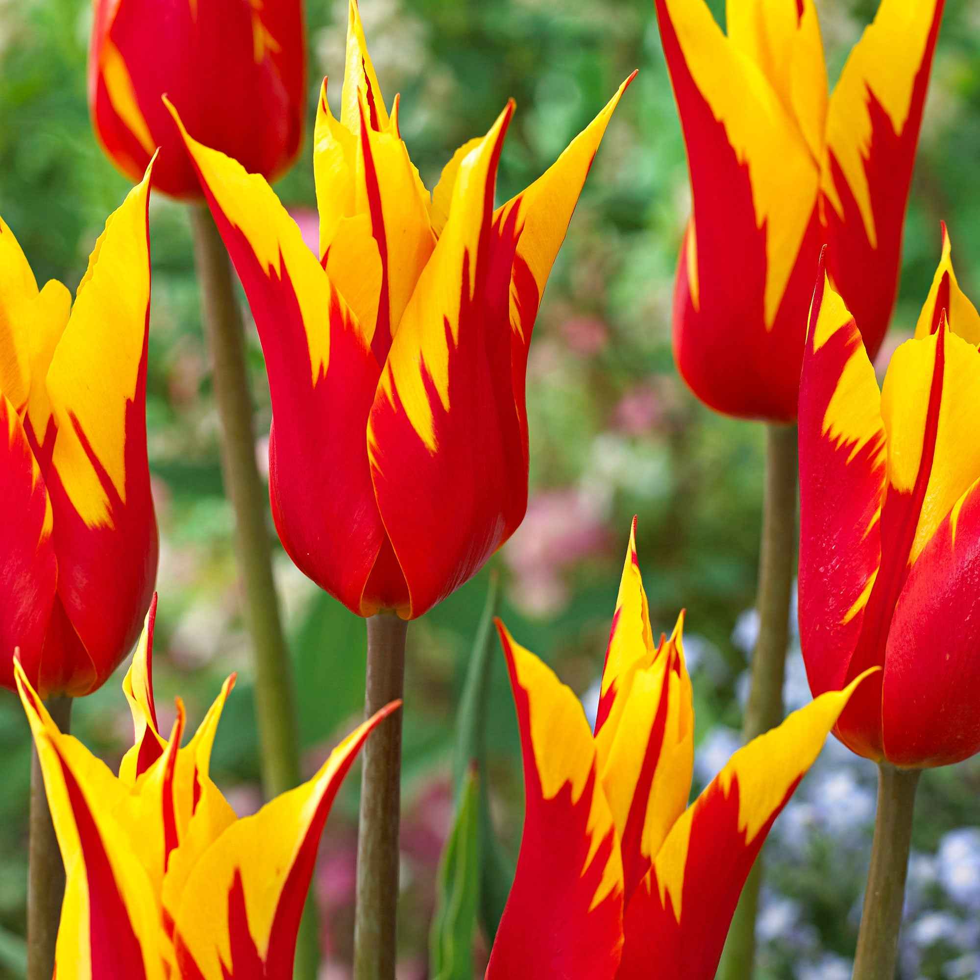 10 tulipes à fleur de lis Ailes de feu - Image 2