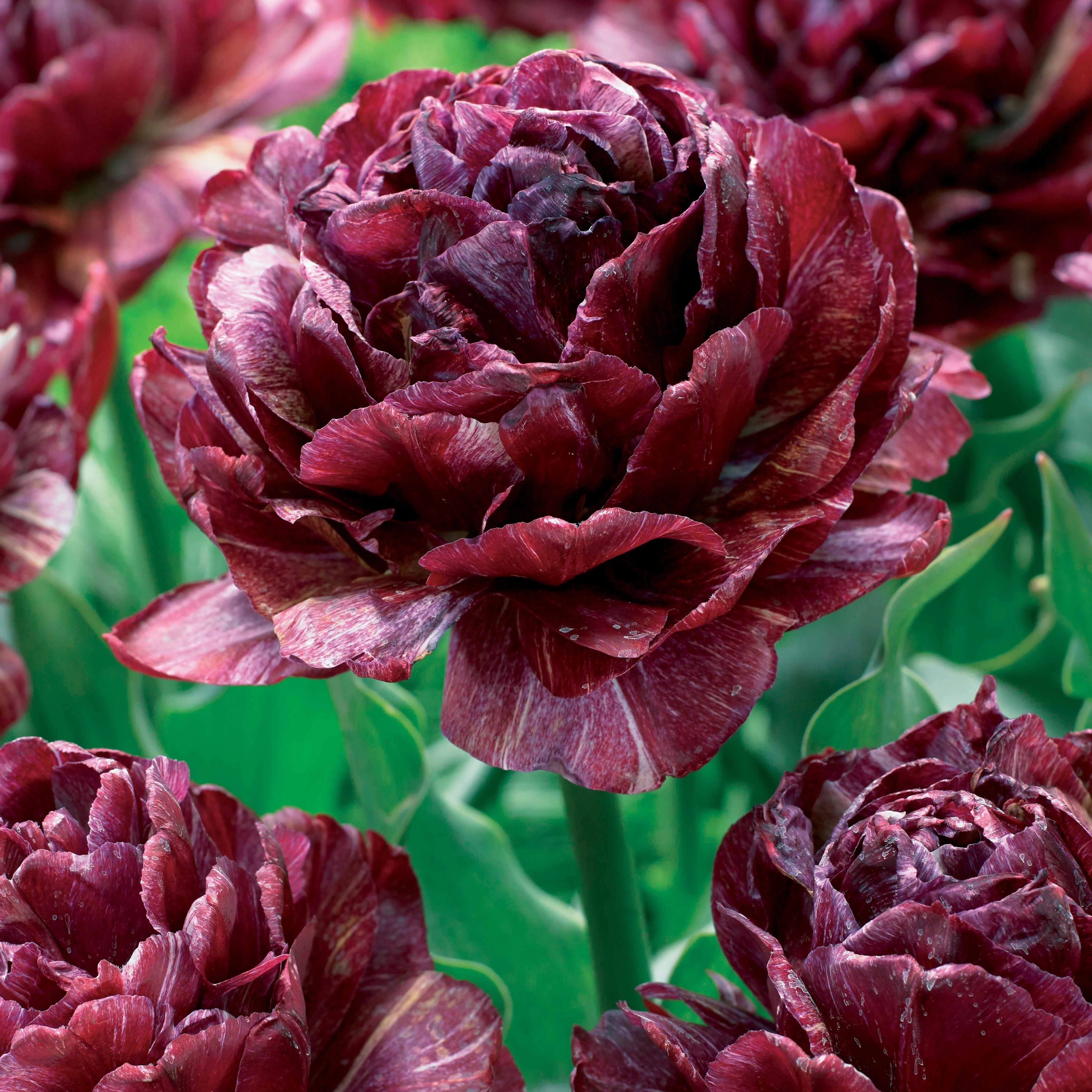 5 Tulipes à fleurs de pivoine Ronde de nuit