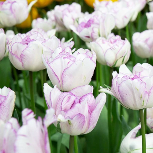 5 Tulipes à fleurs de pivoine Shirleydouble