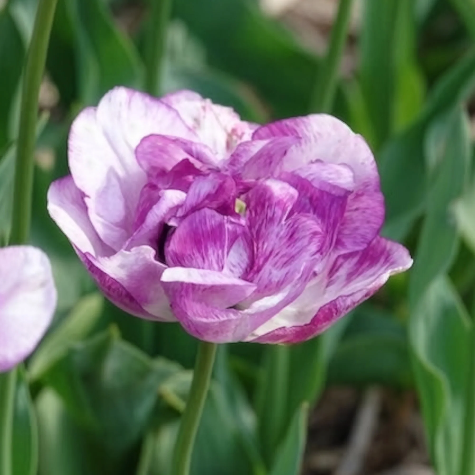 5 Tulipes à fleurs de pivoine Shirleydouble - Image 2