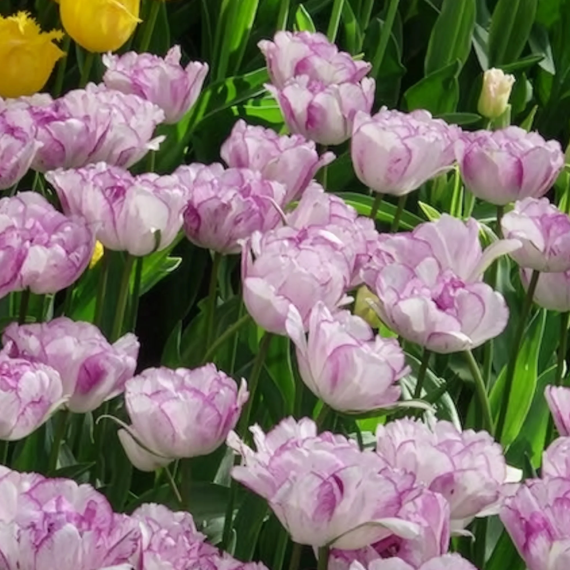 5 Tulipes à fleurs de pivoine Shirleydouble - Image 3