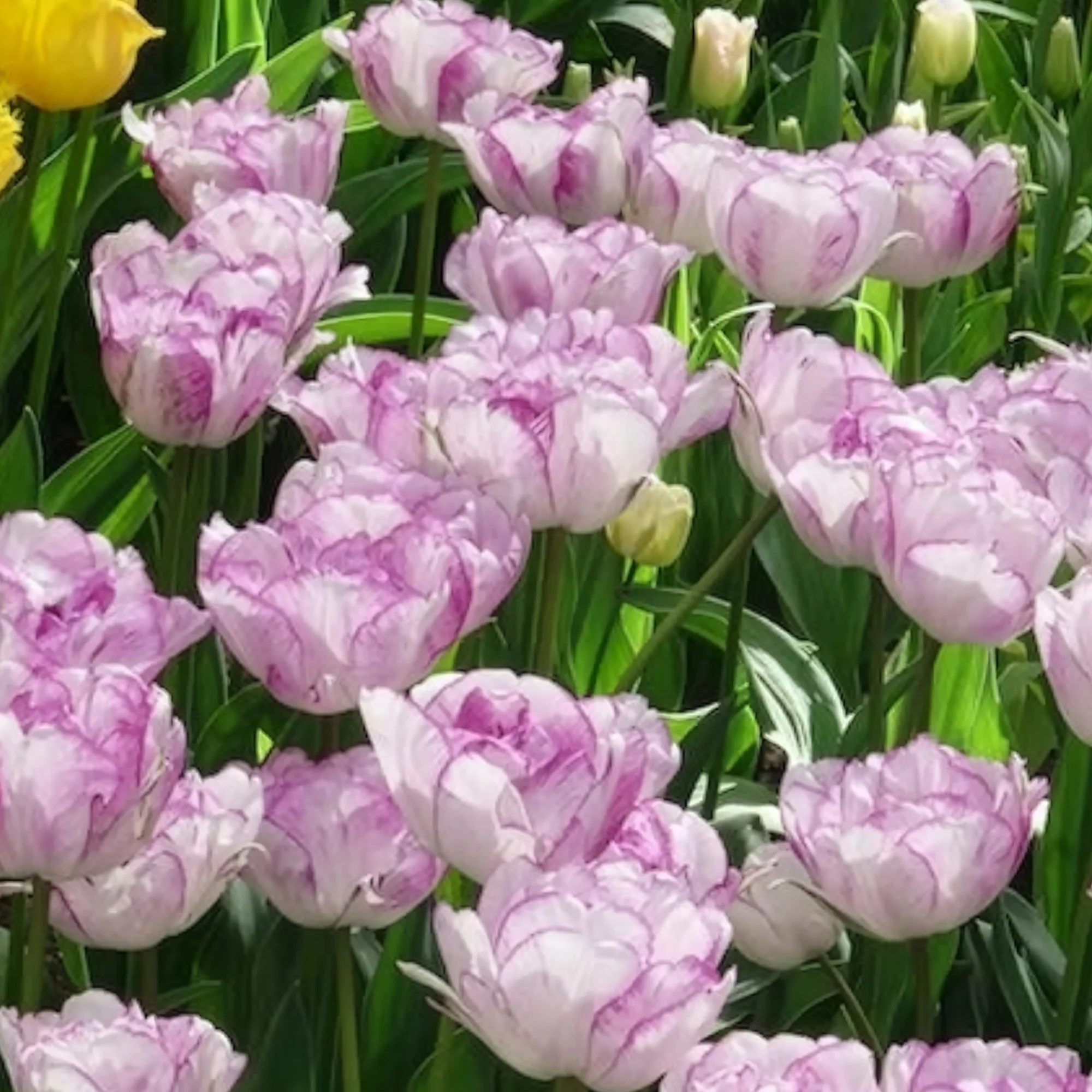 5 Tulipes à fleurs de pivoine Shirleydouble - Image 4