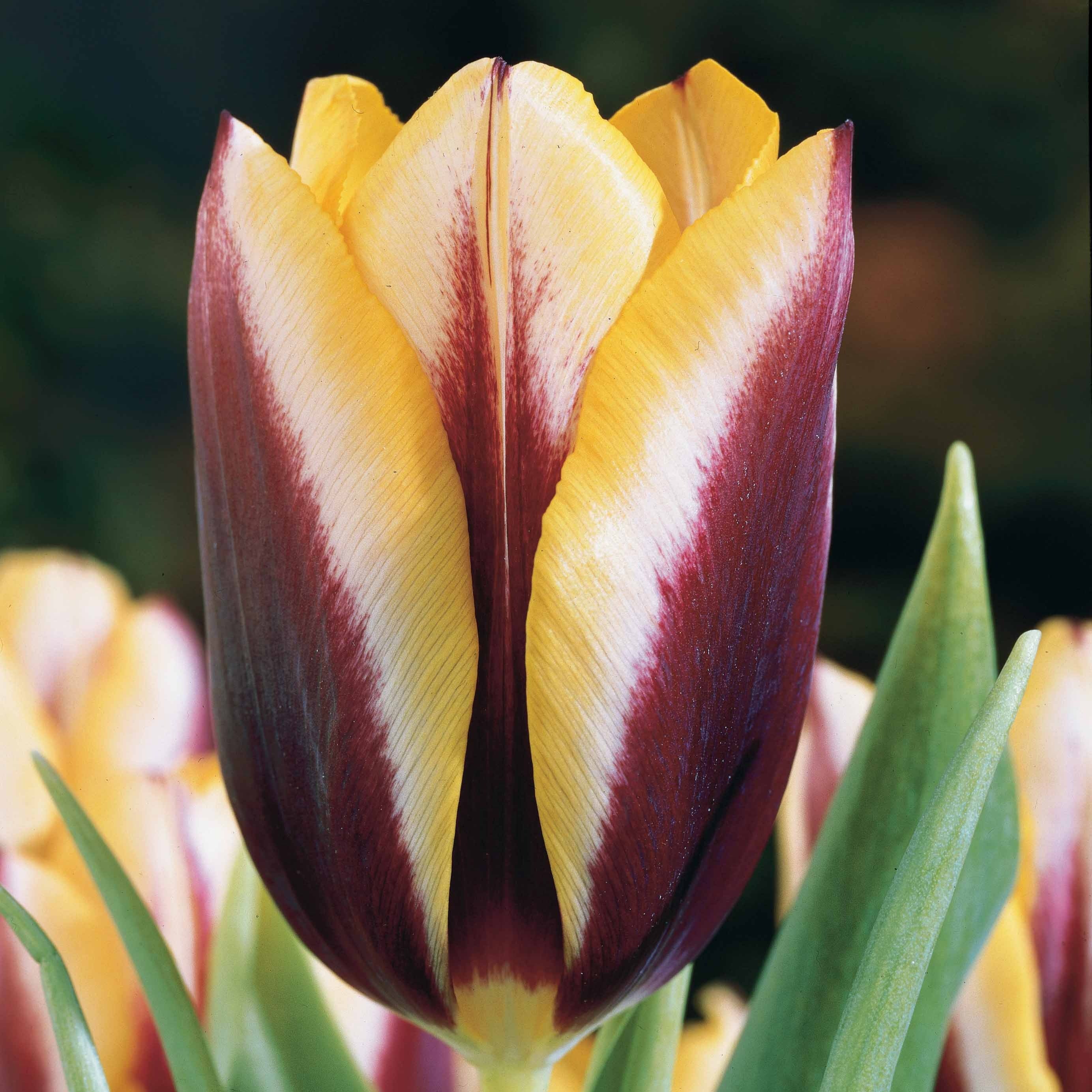 10 Tulipes Gavota - Image 2