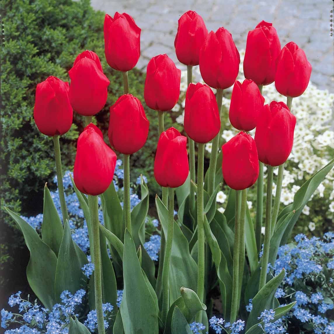 5 Tulipes longues tiges rouges