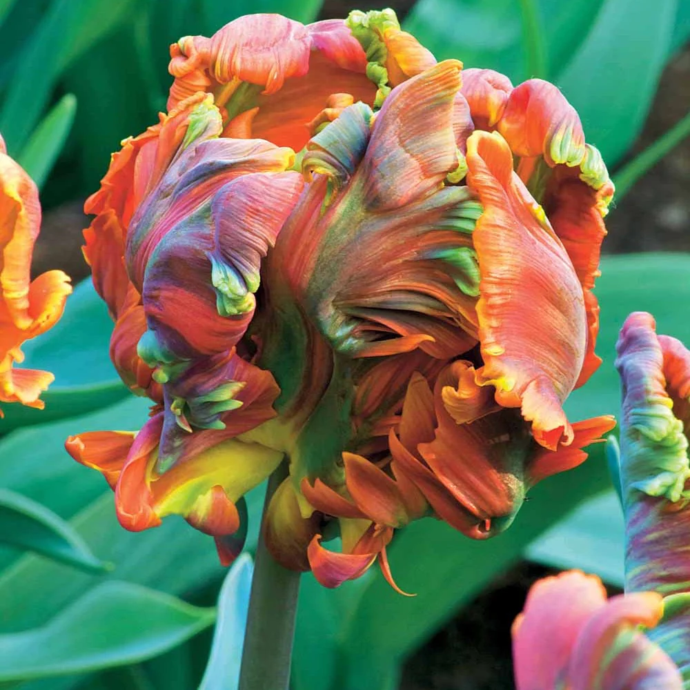 6 Tulipes perroquet Blumex