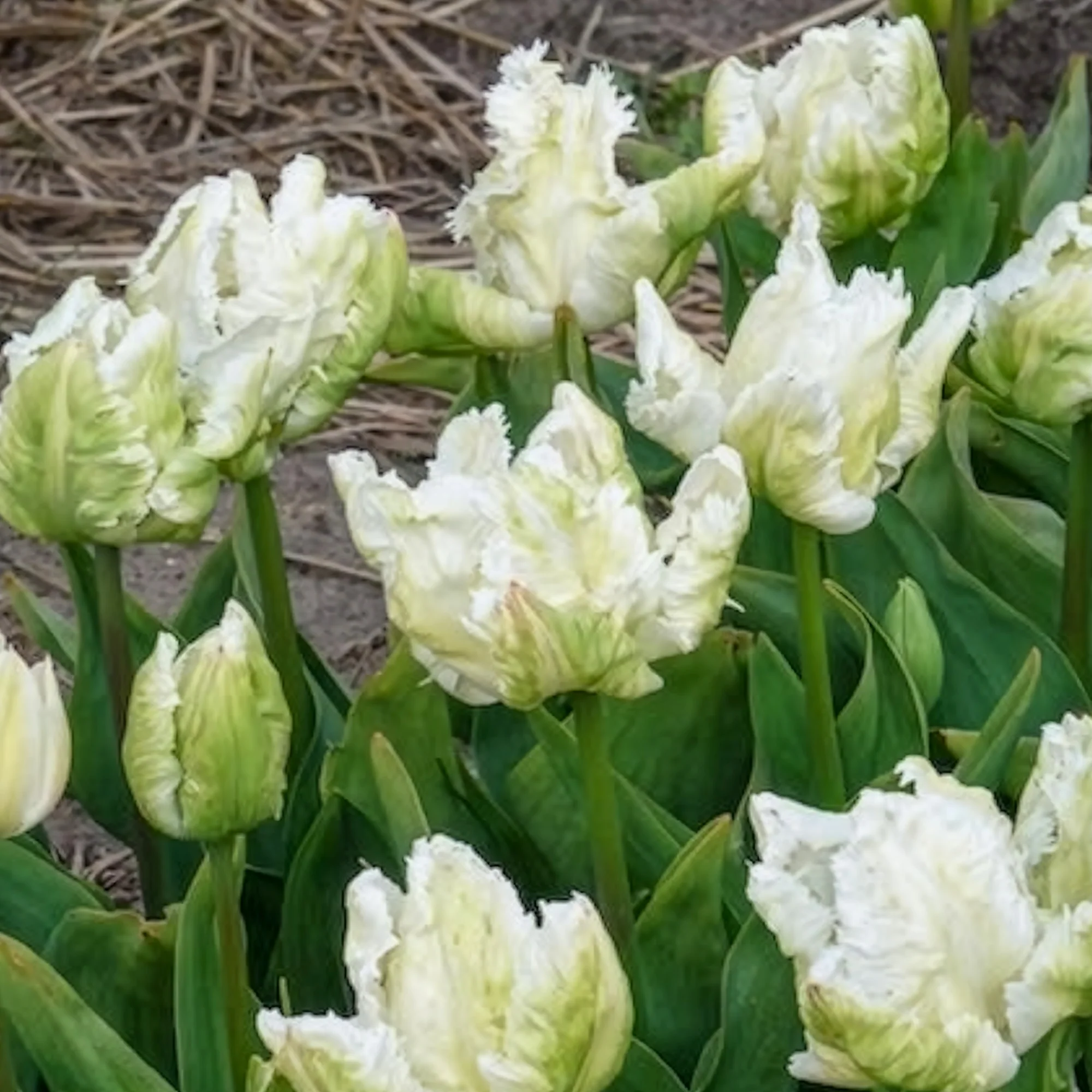 7 Tulipes perroquet White Parrot - Image 5
