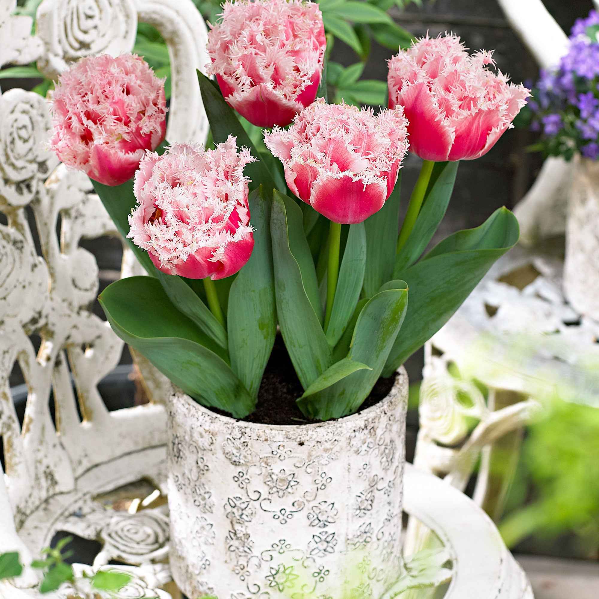 5 Tulipes doubles frangées Queensland - Image 3