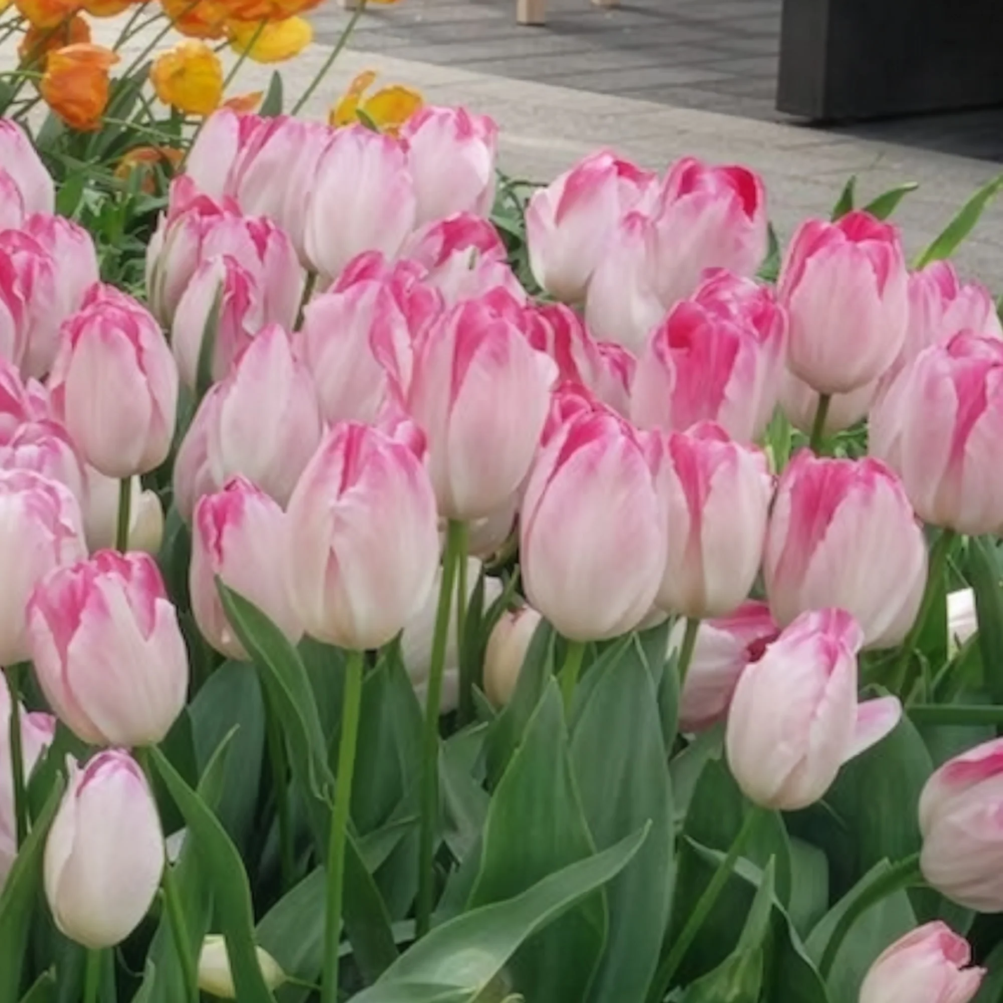10 Tulipes Supri Erotic - Image 3
