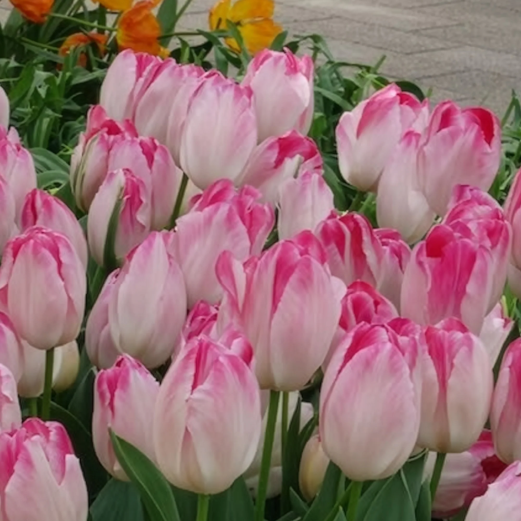 10 Tulipes Supri Erotic - Image 5