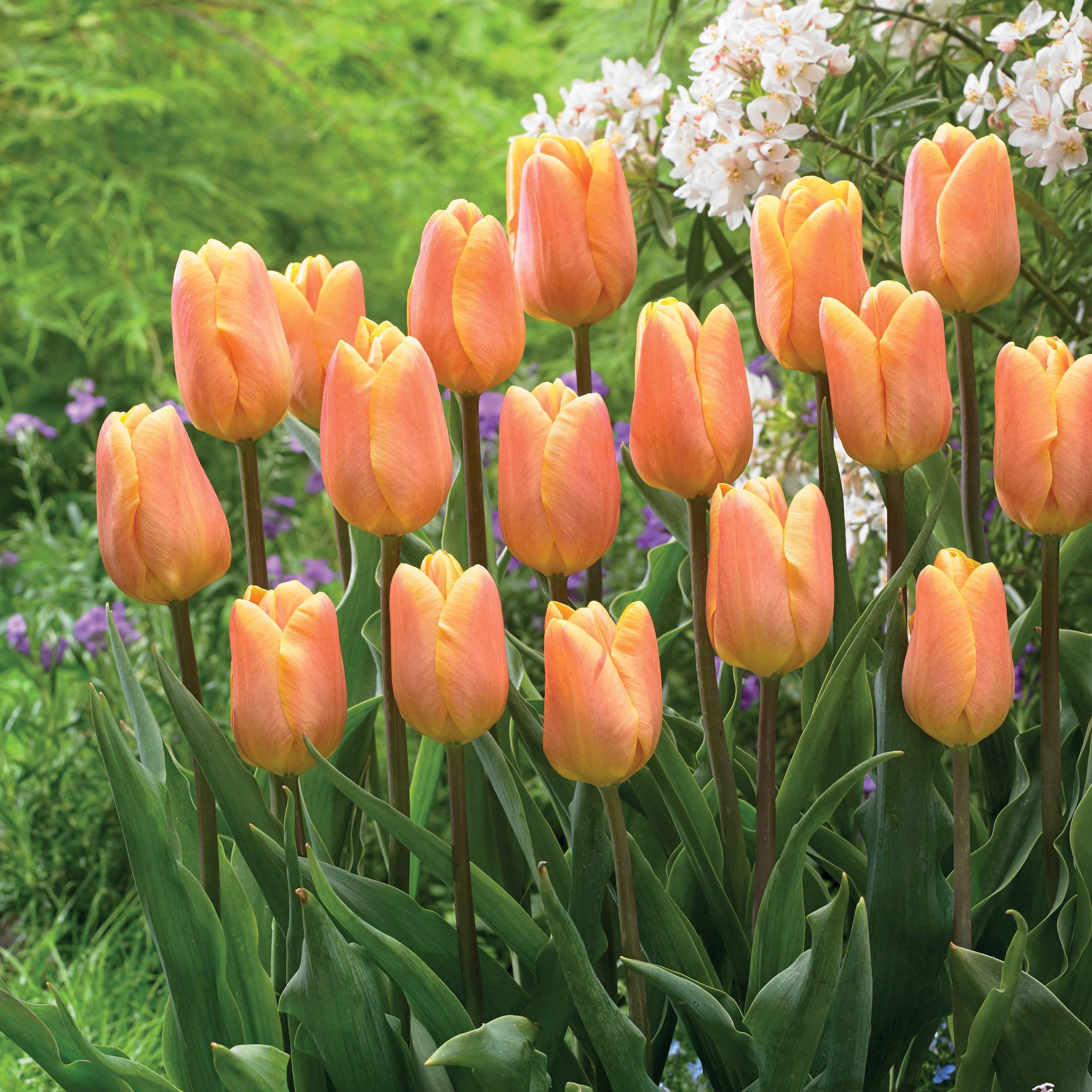 10 Tulipes triomphe Belleville