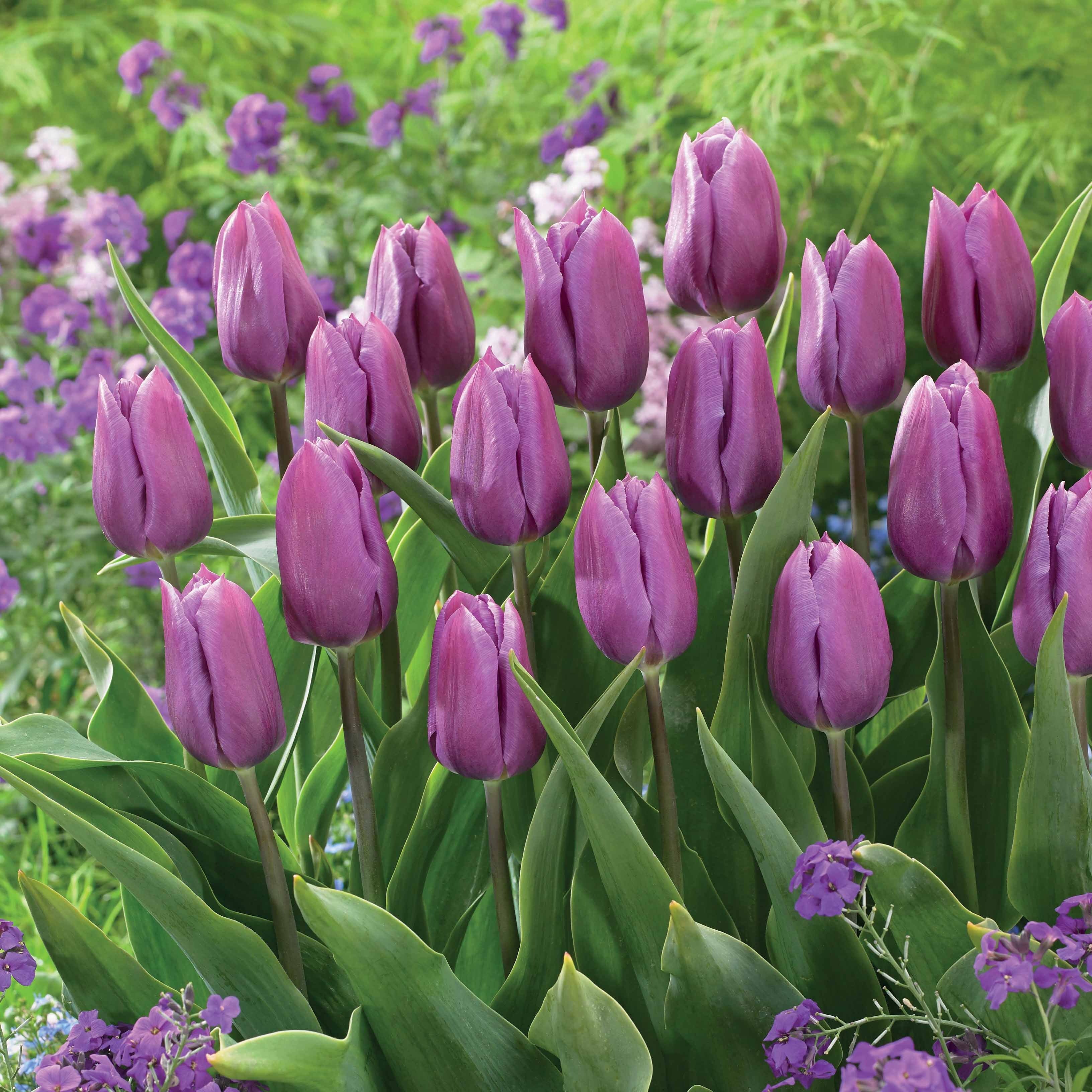 10 Tulipes triomphe Blue Beauty