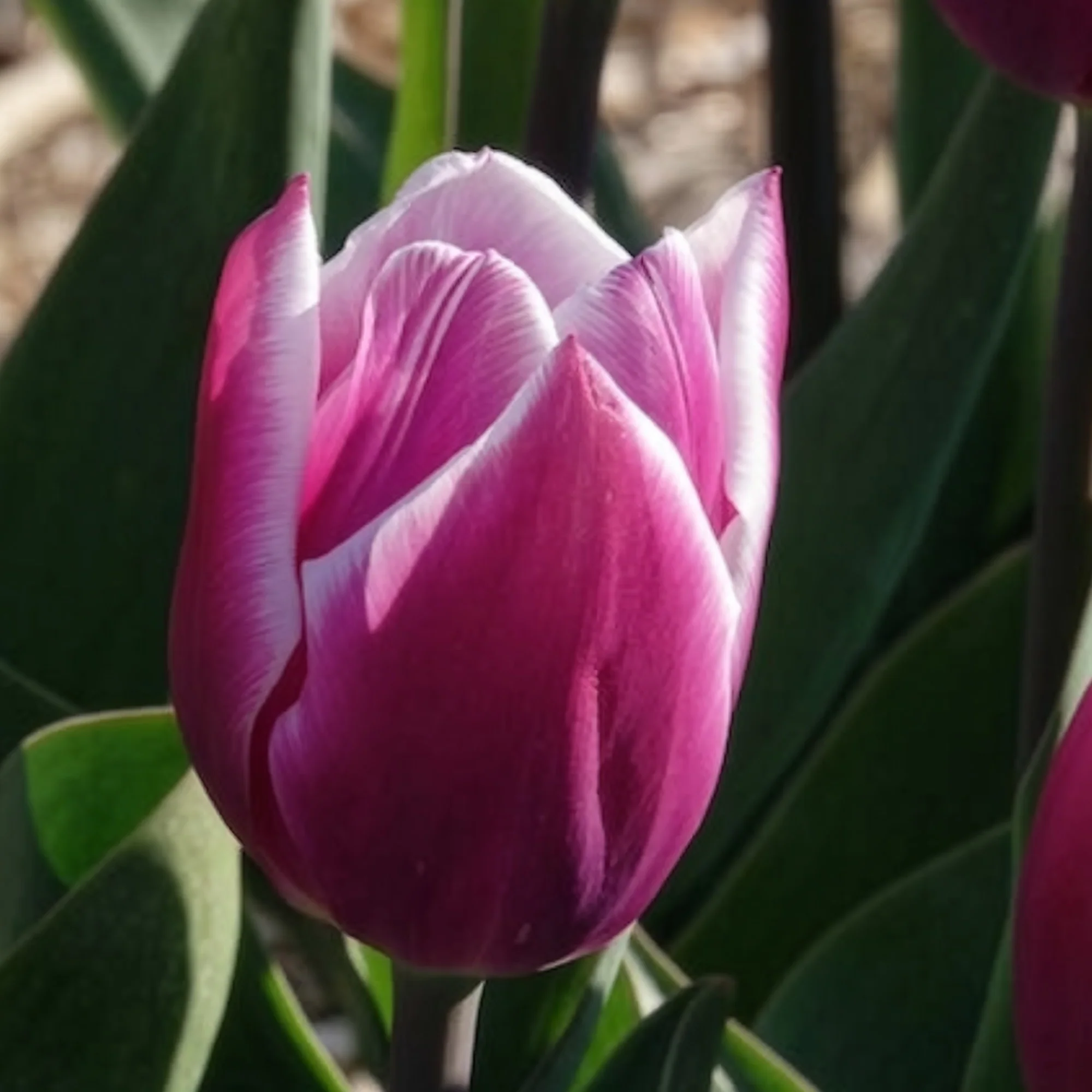 10 Tulipes Triomphe Synaeda blue - Image 12