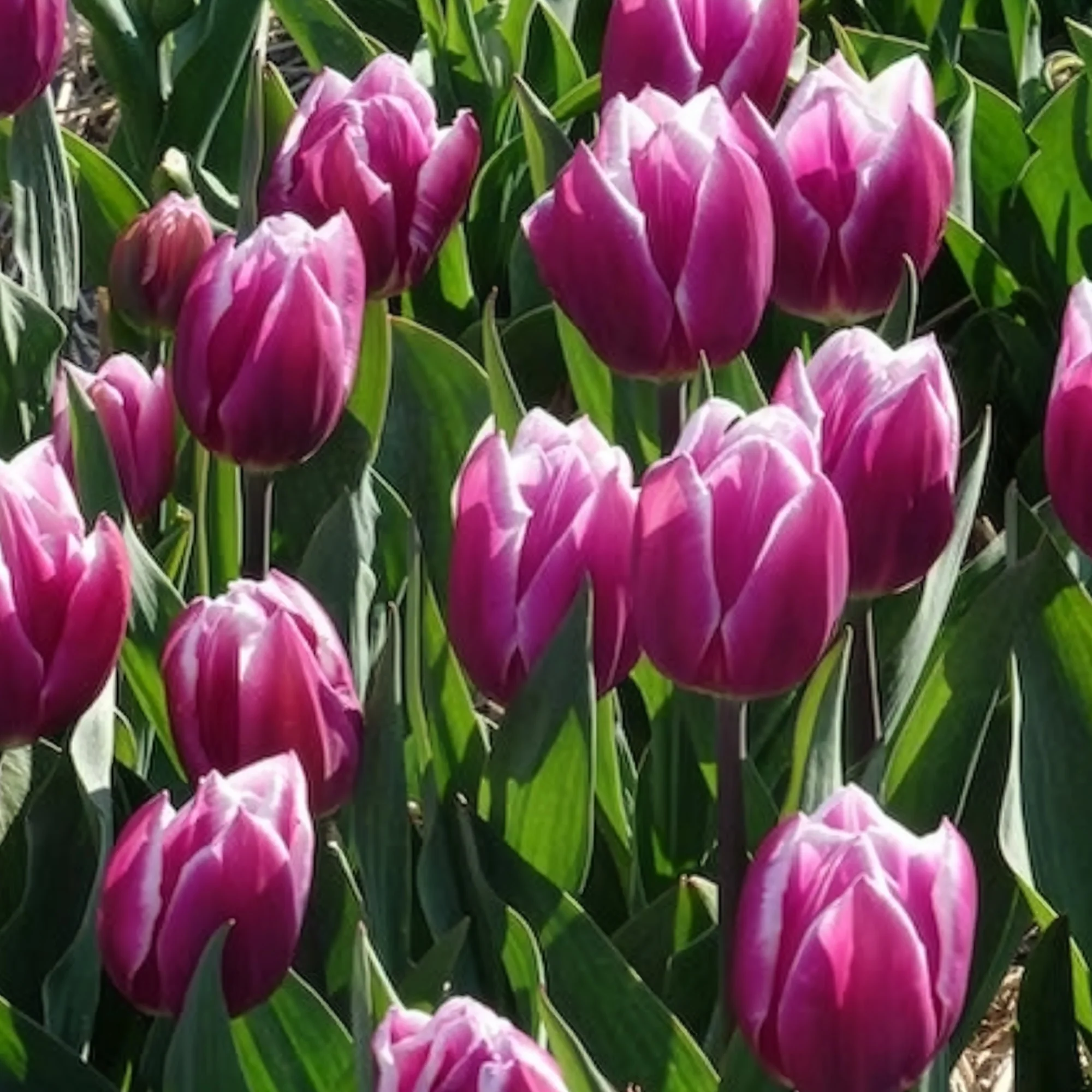 10 Tulipes Triomphe Synaeda blue - Image 13