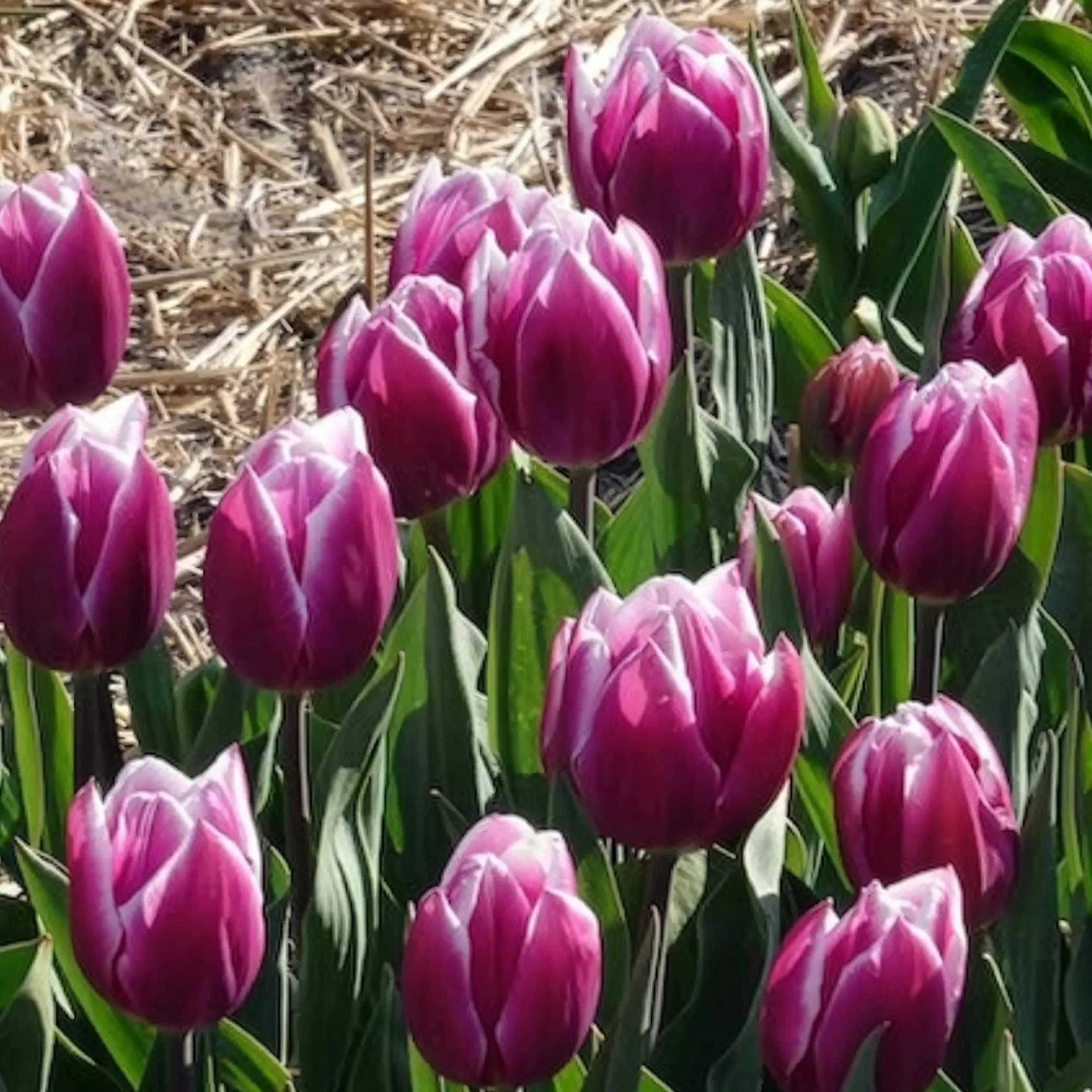 10 Tulipes Triomphe Synaeda blue - Image 8