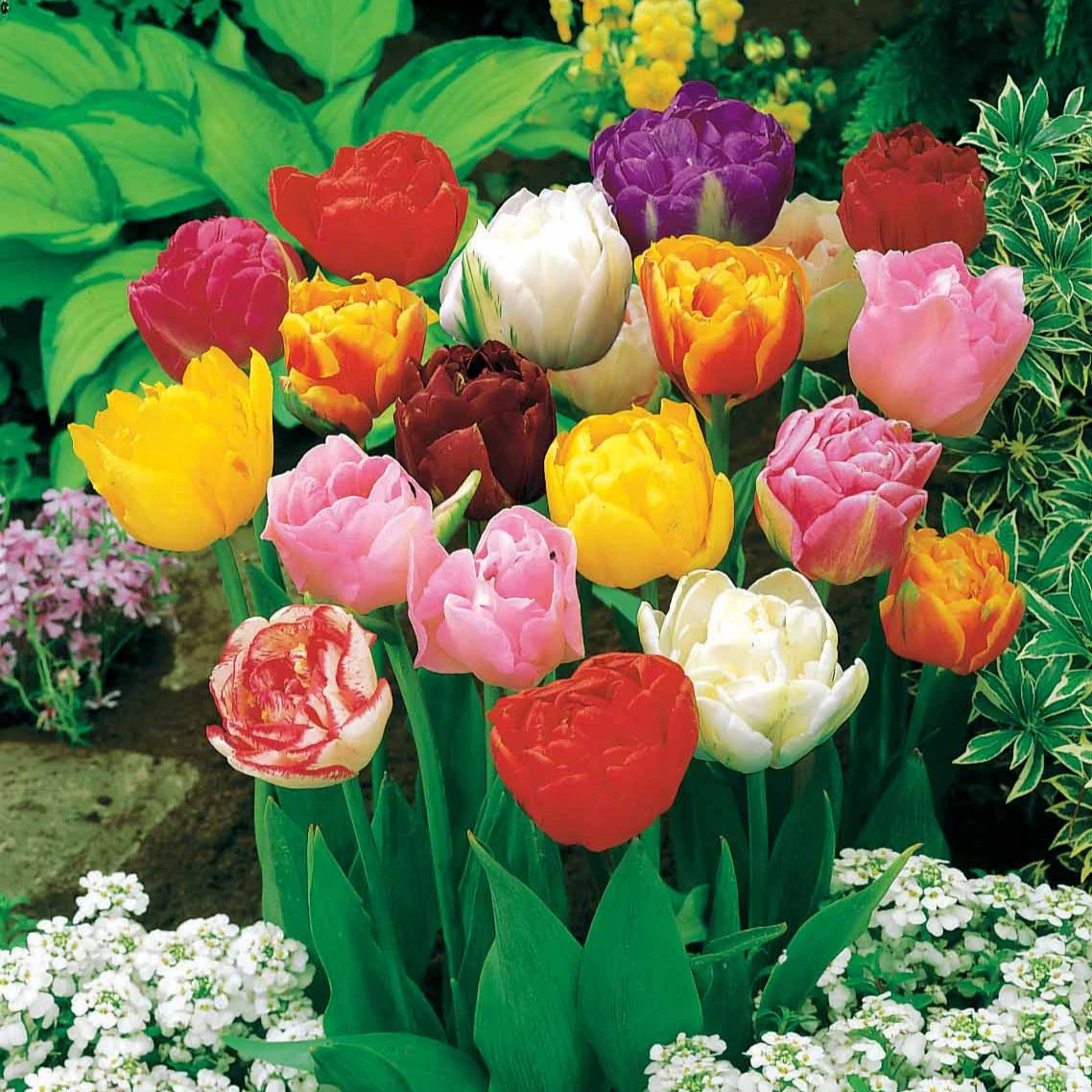 20 Tulipes à fleurs de pivoine en mélange - Image 2
