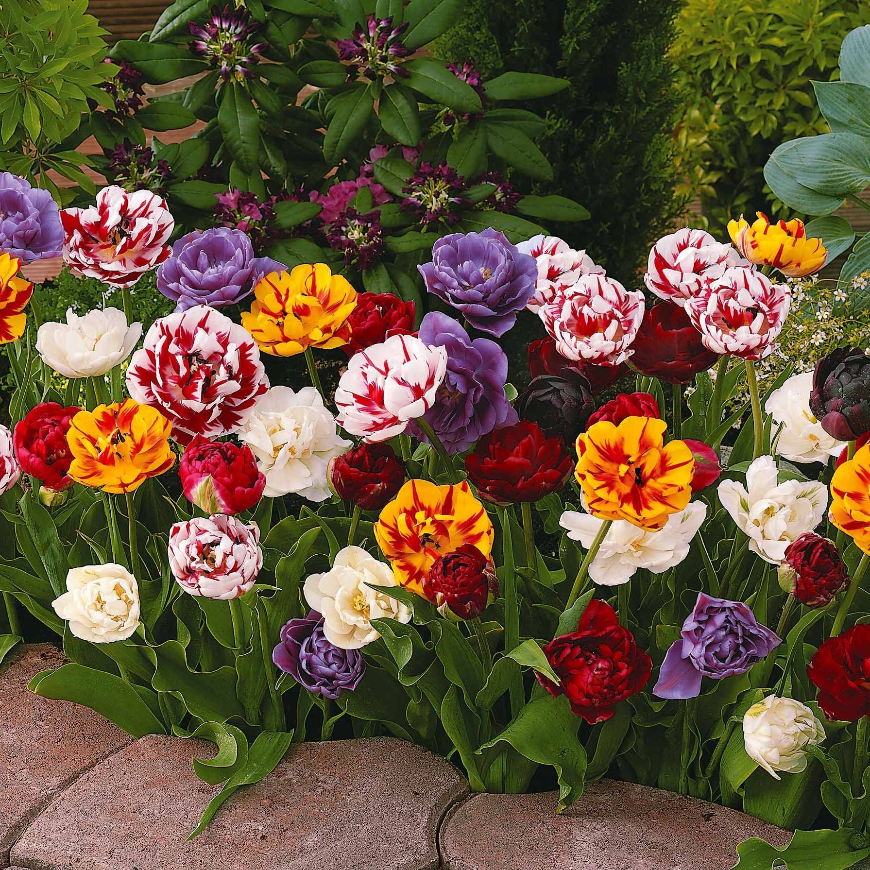 20 Tulipes à fleurs de pivoine en mélange - Image 3