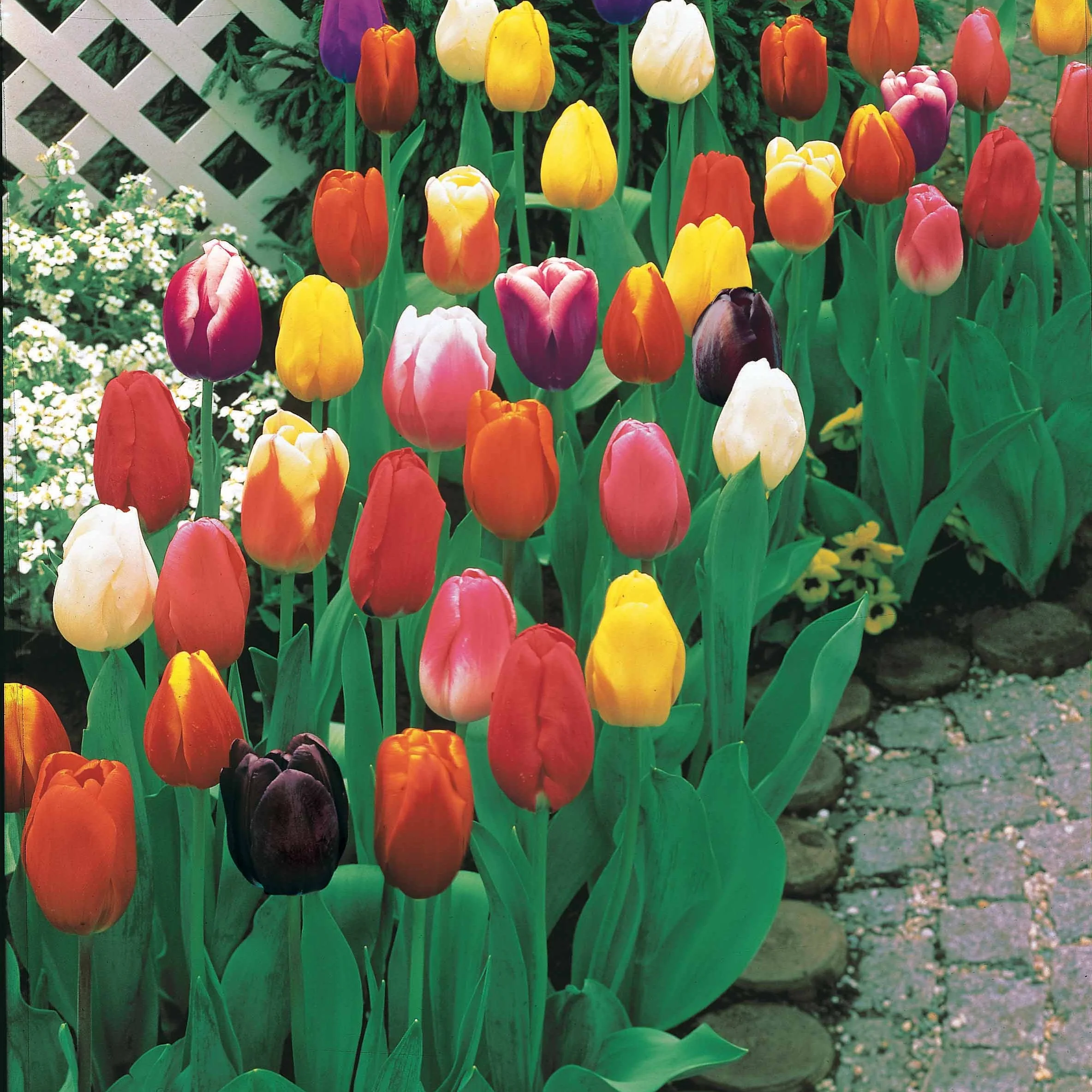 Tulipes à longues tiges en mélange - Image 4