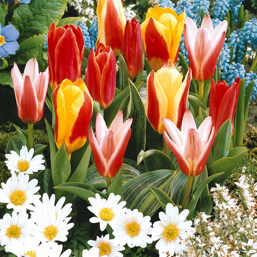 20 Tulipes botaniques en mélange - Image 2